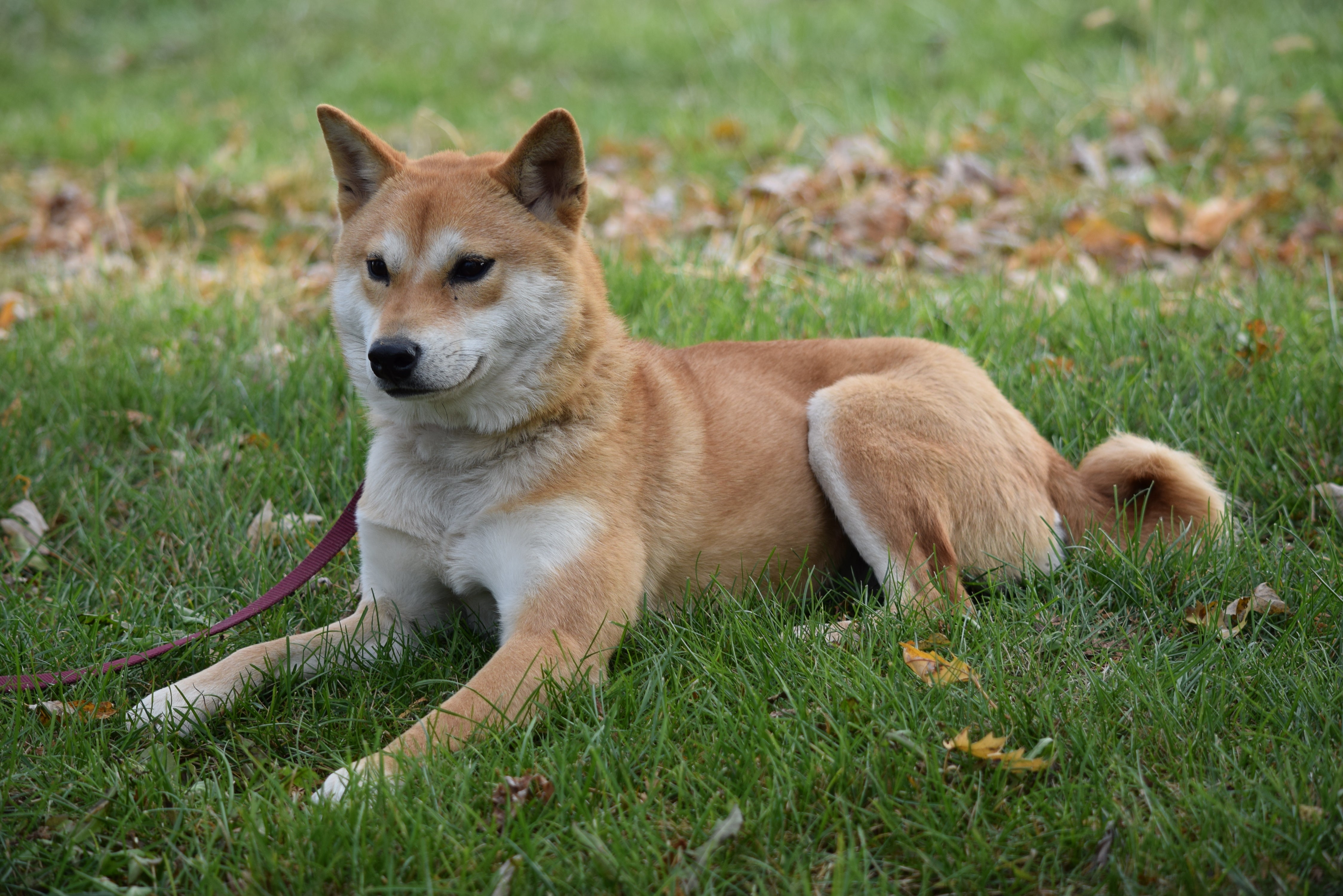 american shiba