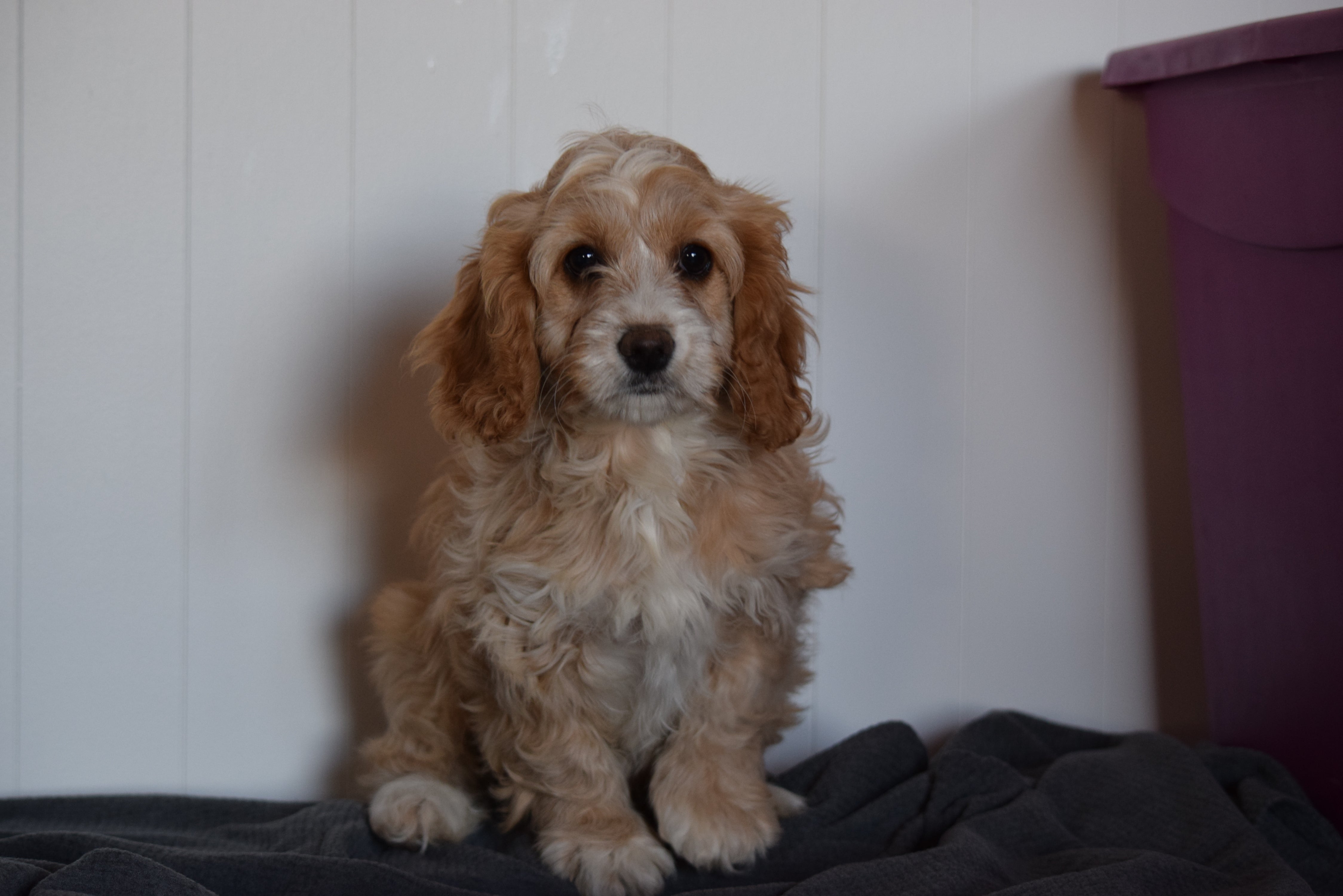 42 Best Images Cockapoo Puppies Dayton Ohio : Cockapoo Puppy For Sale Berlin Ohio Male Midnight - AC ...