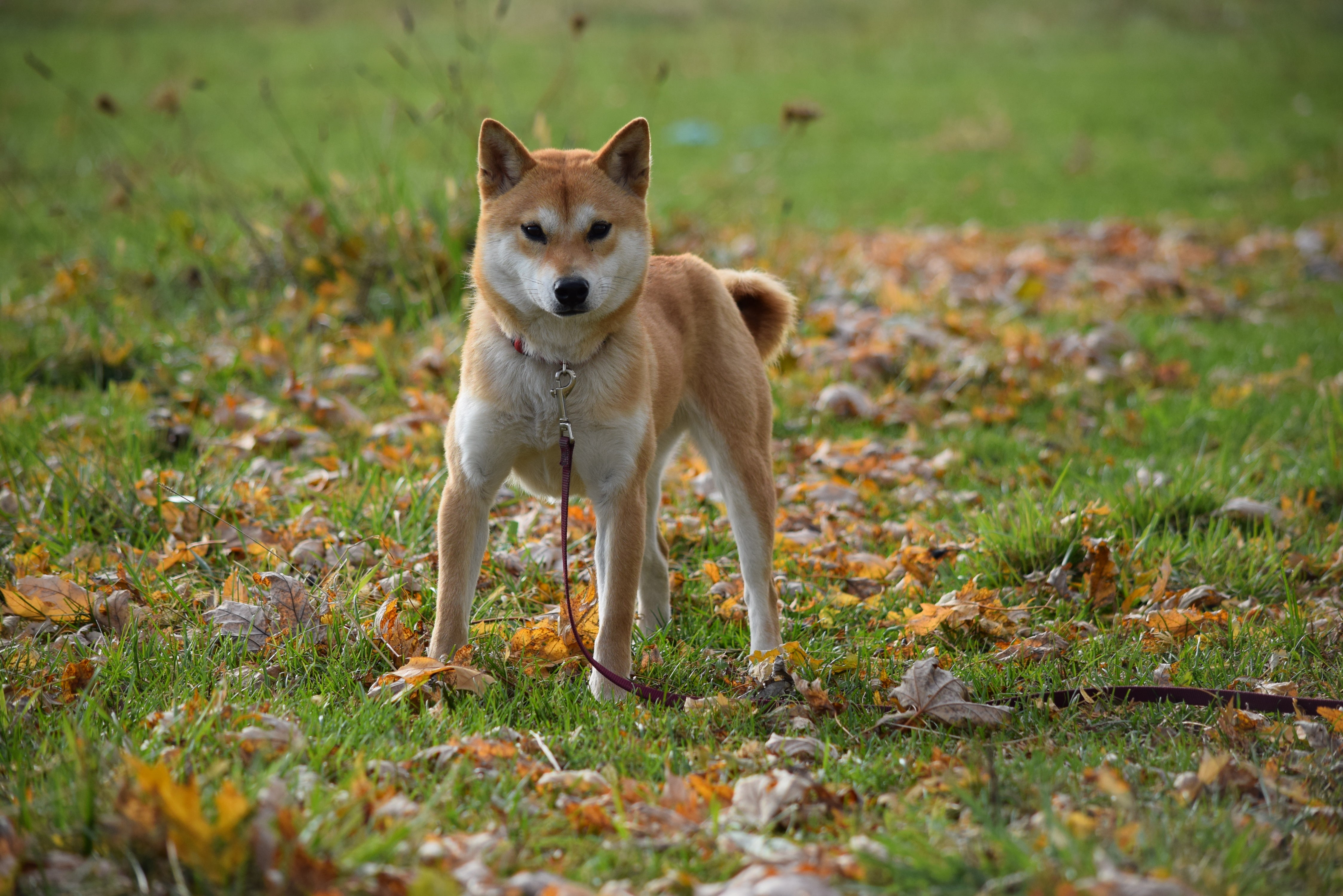 american shiba