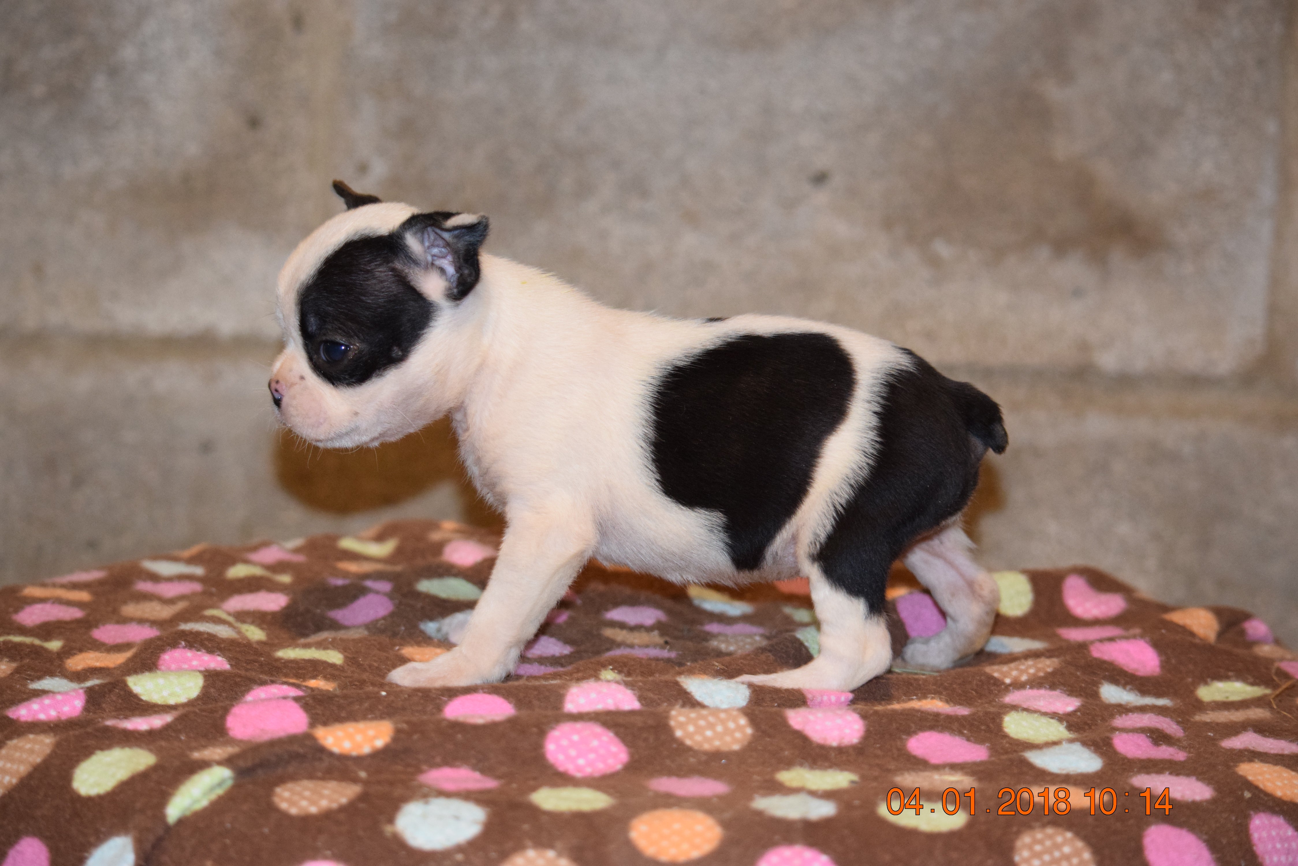 Boston Terrier English Bulldog Puppy For Sale Butler Ohio