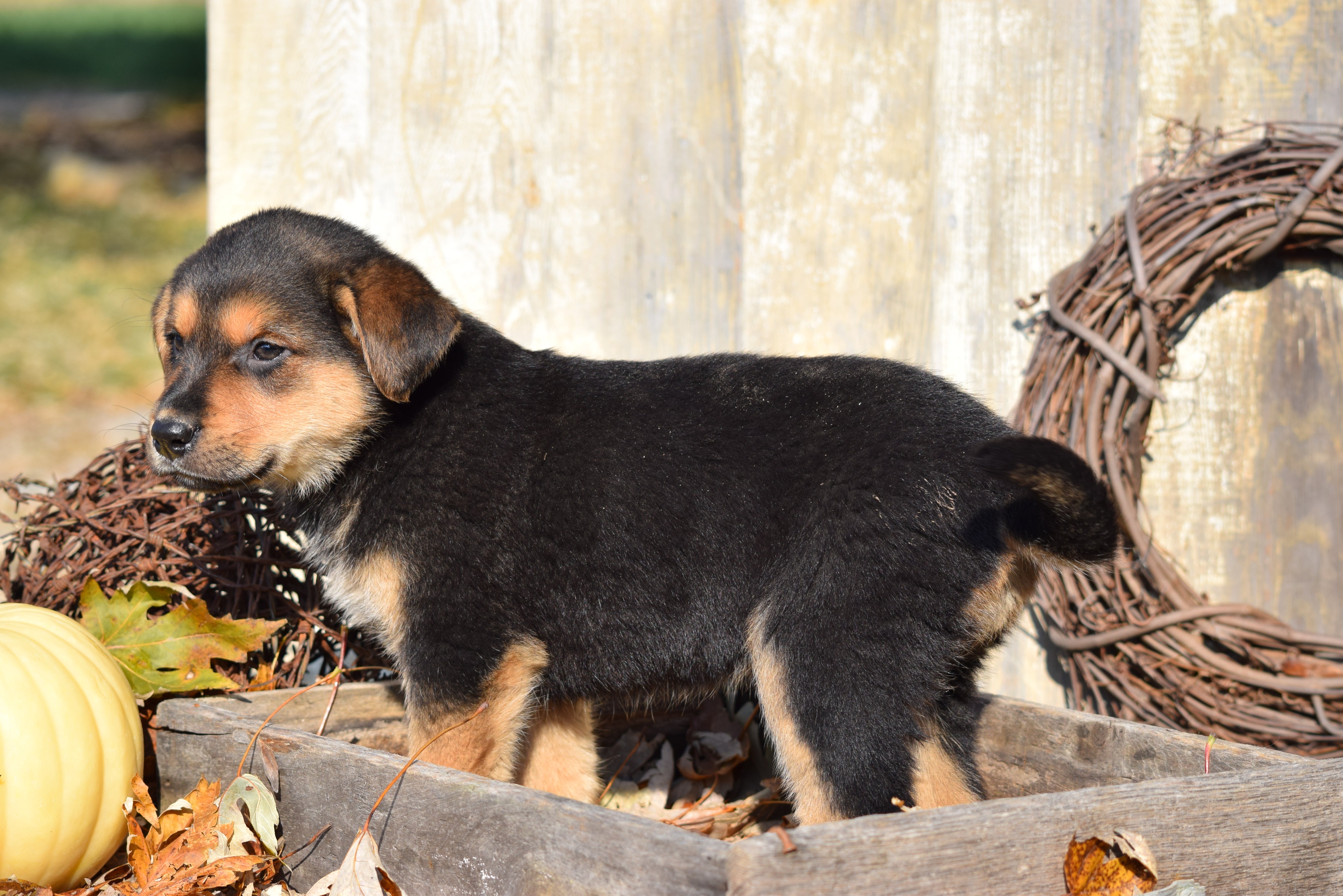 German Shepherd Rottweiler Mix Puppy For Sale Millersburg ...