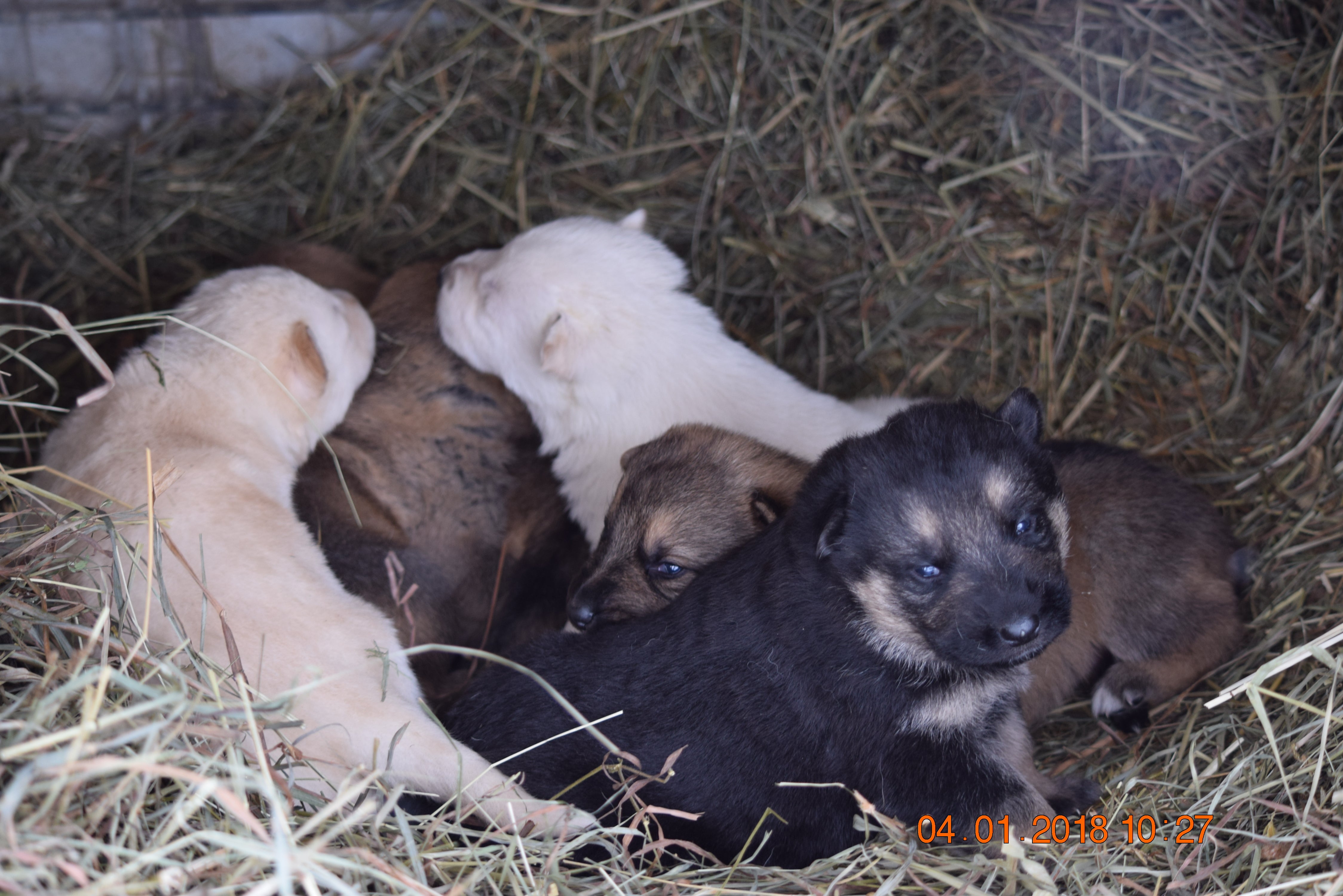 pure german shepherd puppies for sale