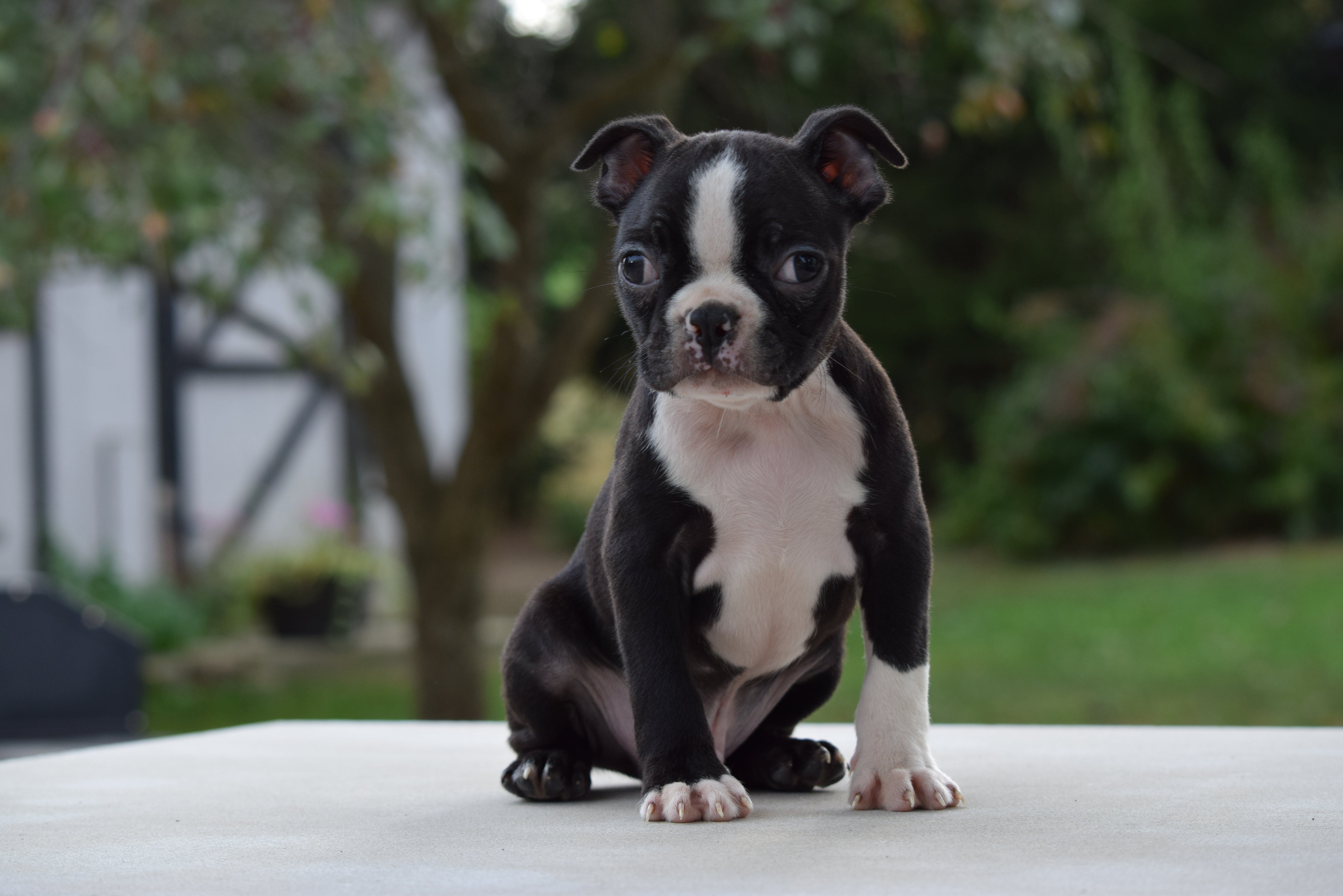 AKC Registered Boston Terrier Puppy For Sale Male Tucker ...