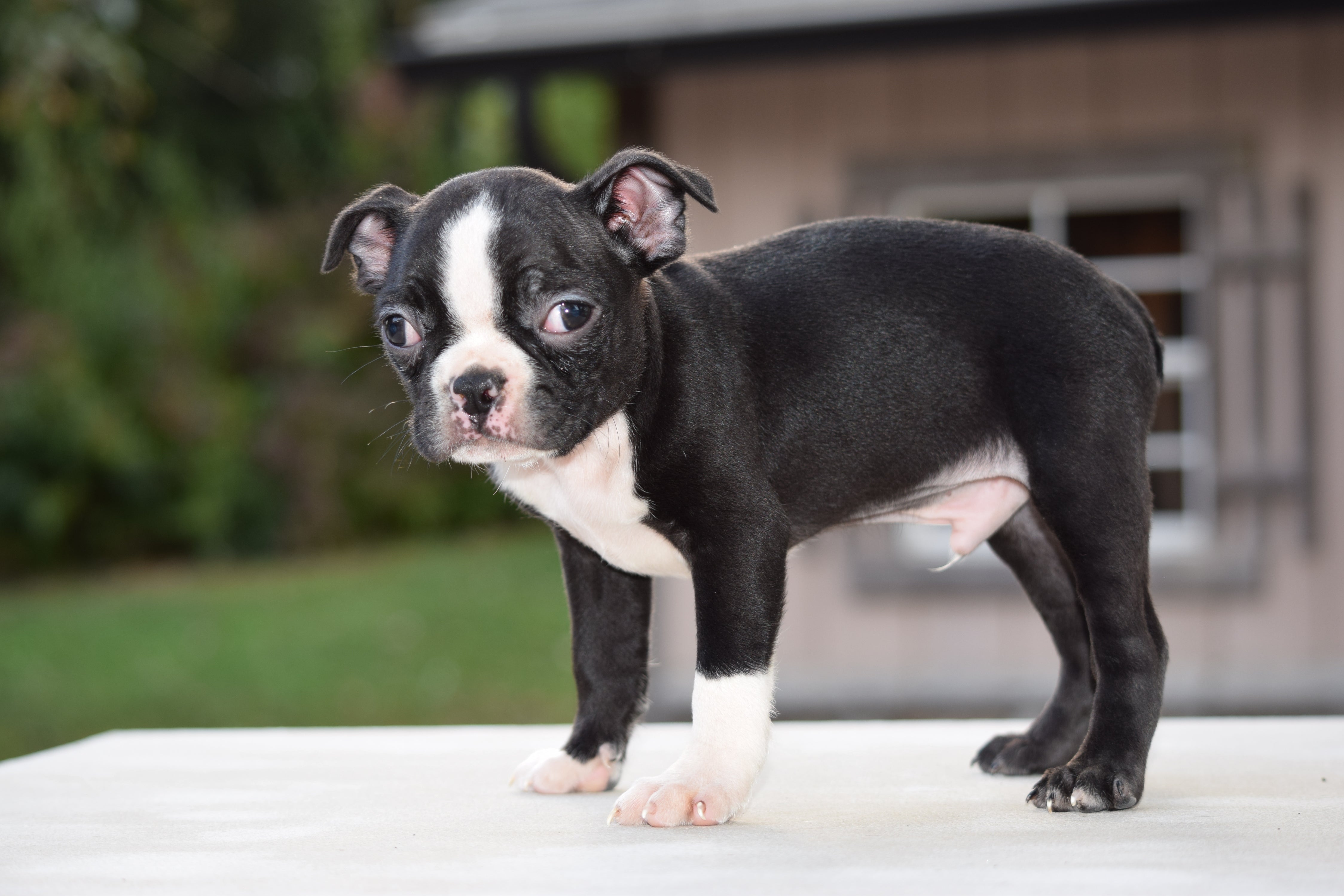 39+ Boston Terrier Puppies For Sale Under $500 In Florida Image ...