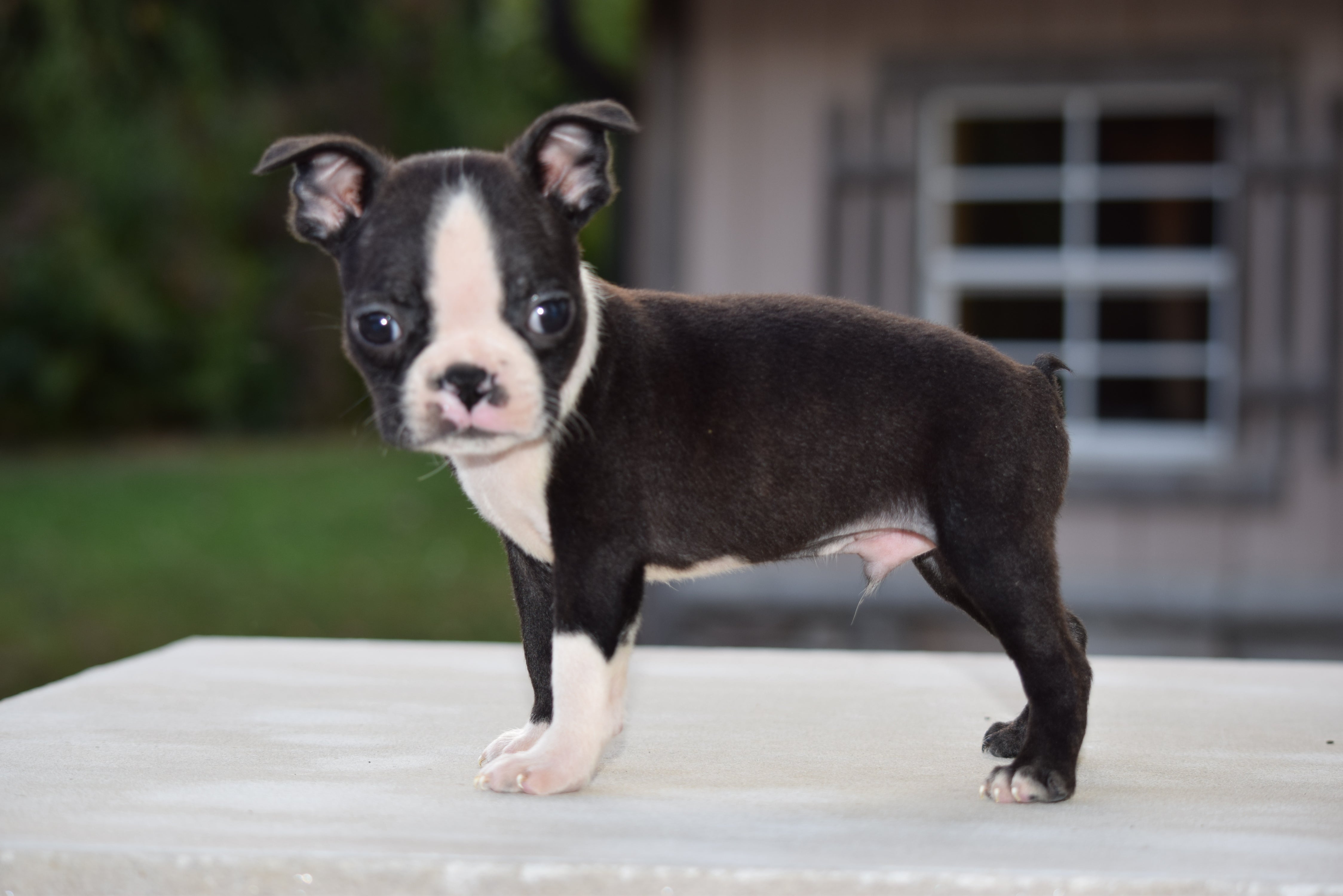 akc boston terriers for sale