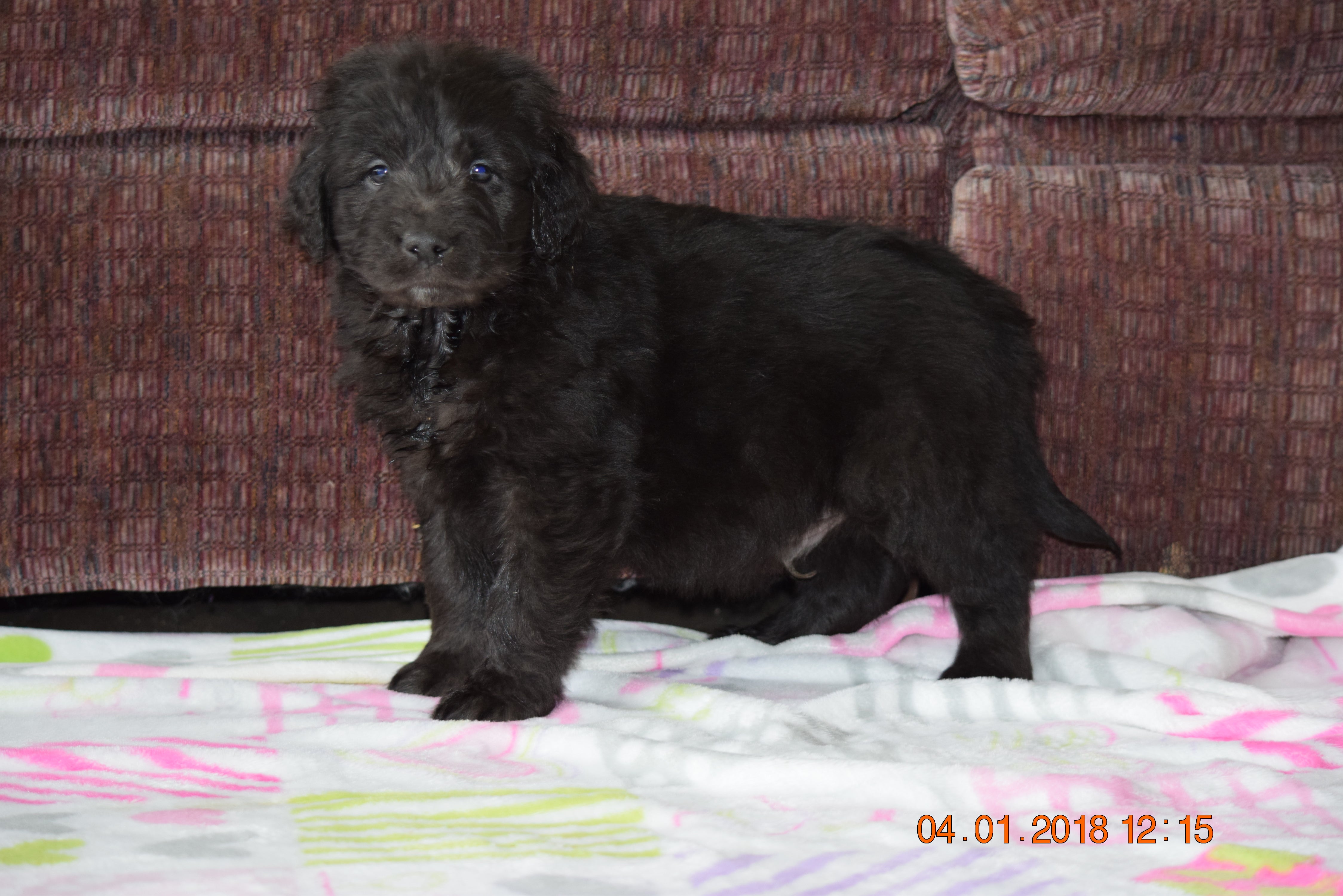 Black Goldendoodle Puppy For Sale Mount Gilead Ohio Male ...