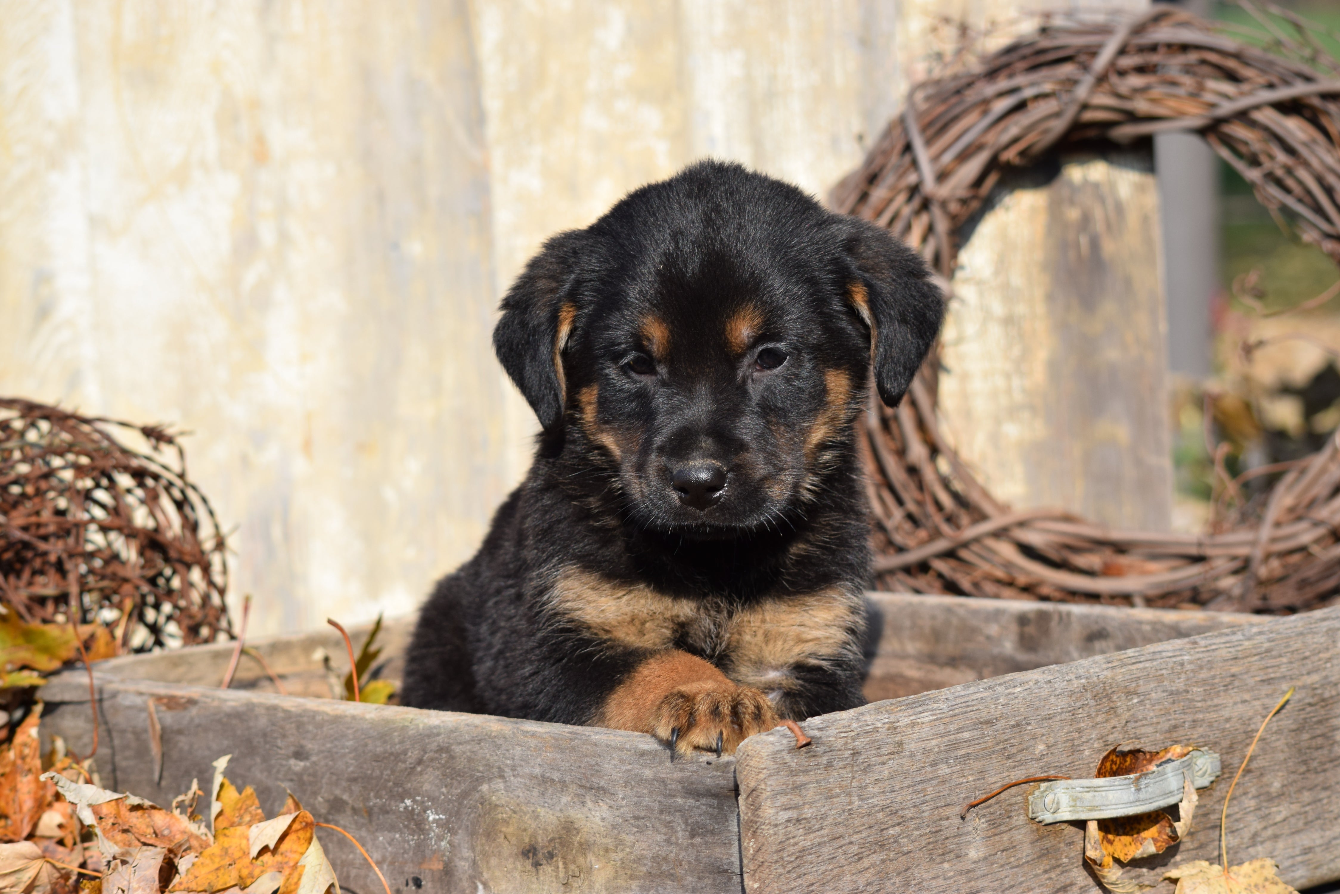 German Shepherd Rottweiler Mix Puppy For Sale Millersburg Ohio Sam Mal - AC Puppies LLC