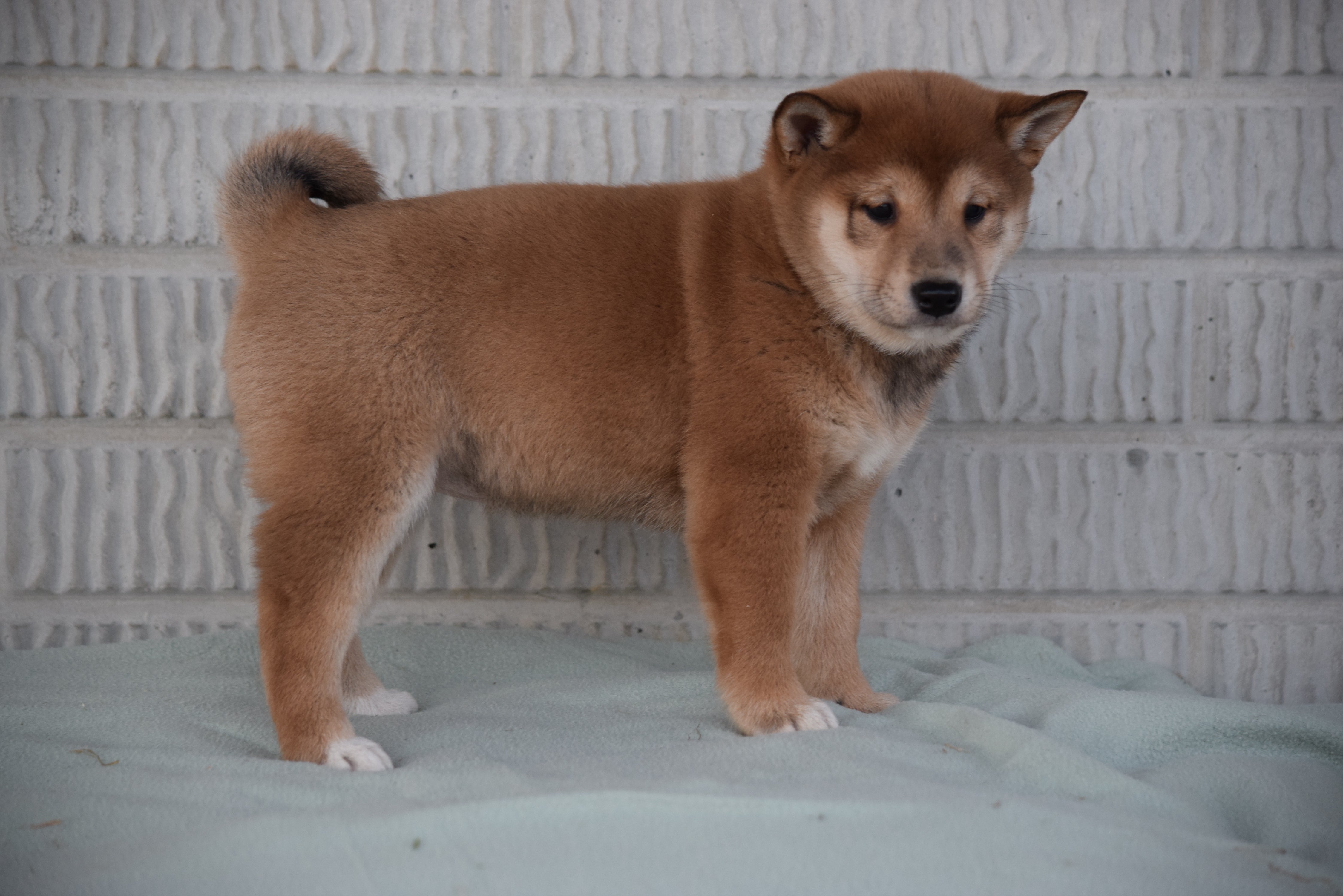 ACA Registered Shiba Inu Puppy For Sale Female Noel Fredericksburg, Oh - AC Puppies LLC