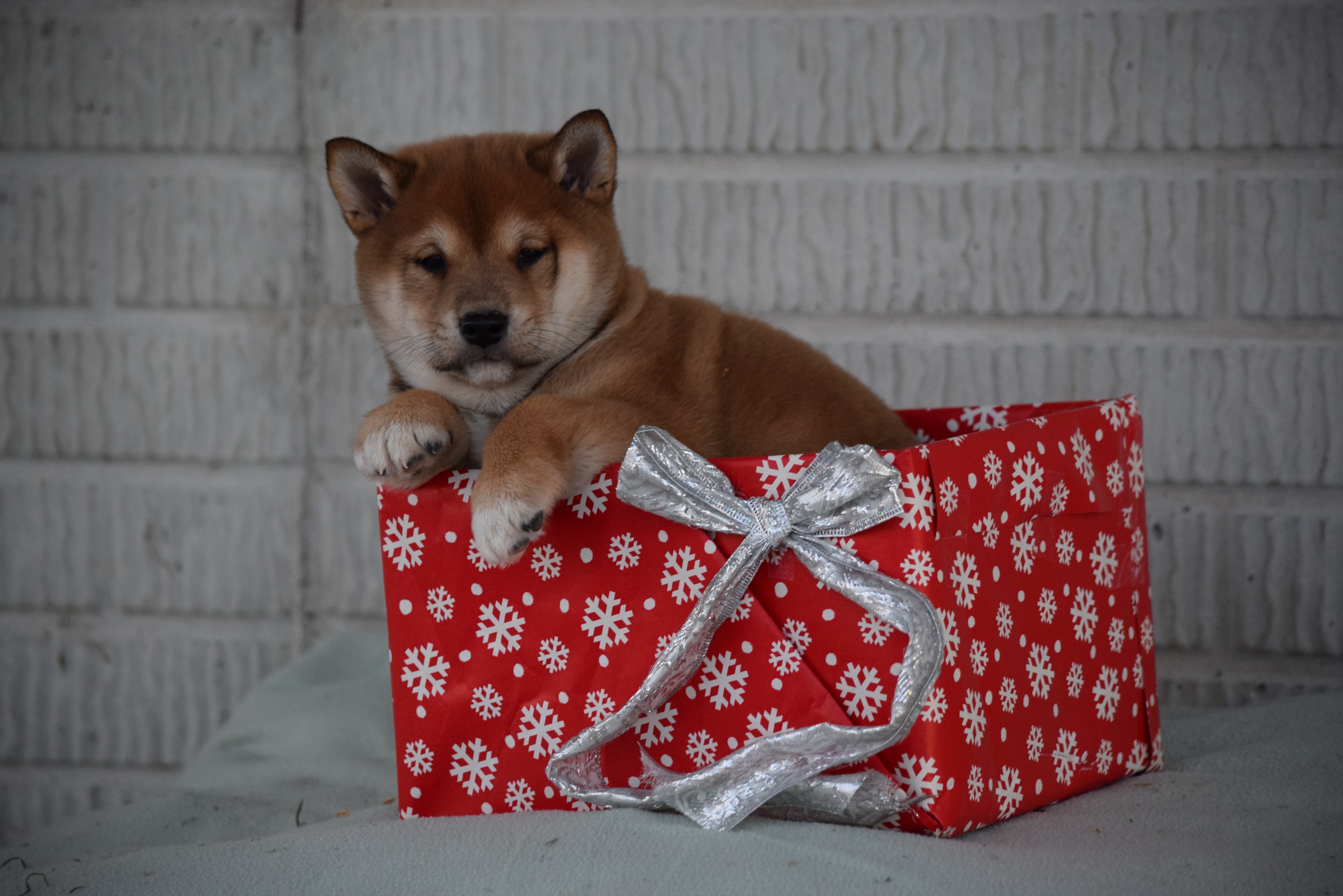 Aca Registered Shiba Inu Puppy For Sale Male Oscar