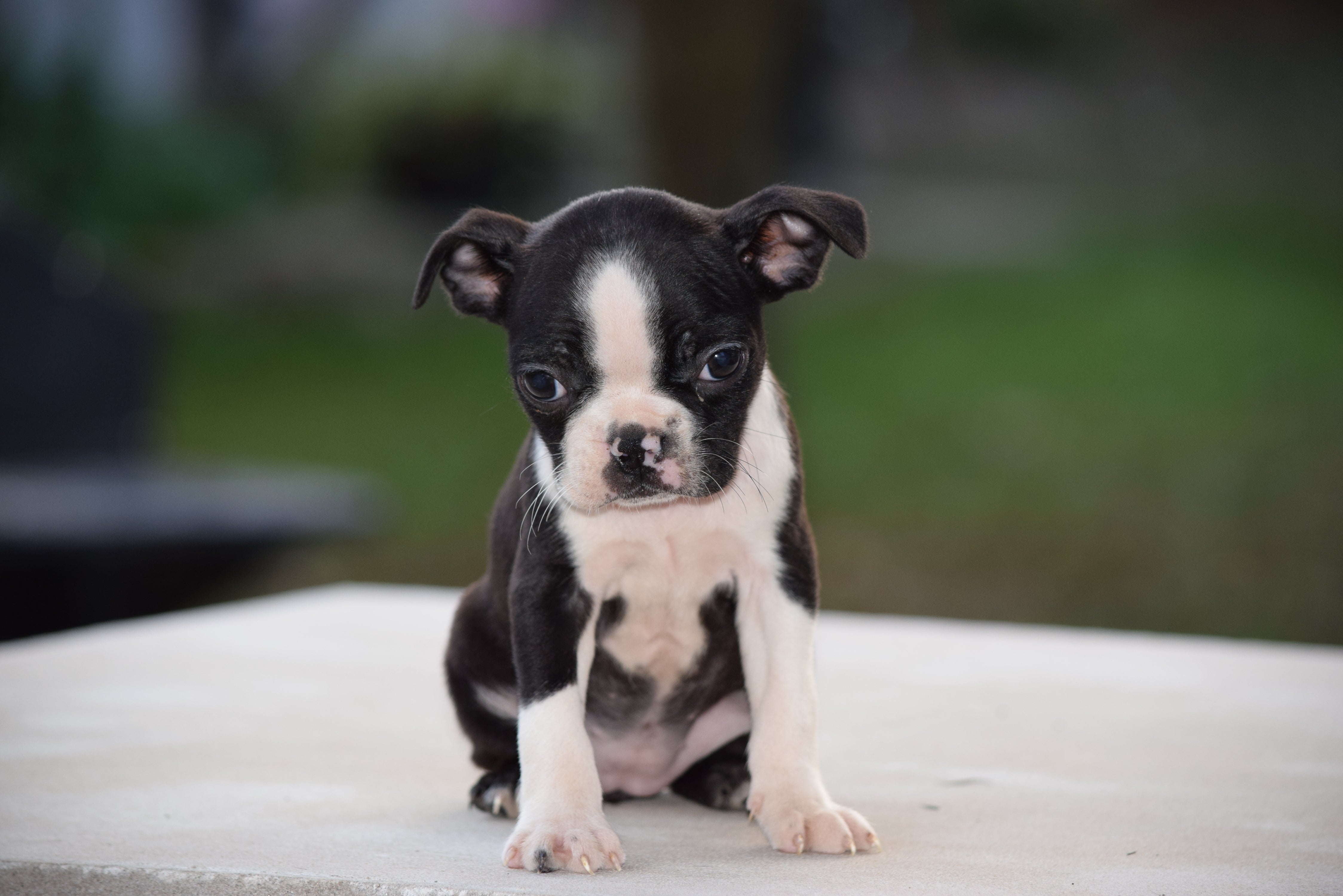 AKC Registered Boston Terrier Puppy For Sale Female Sasha ...
