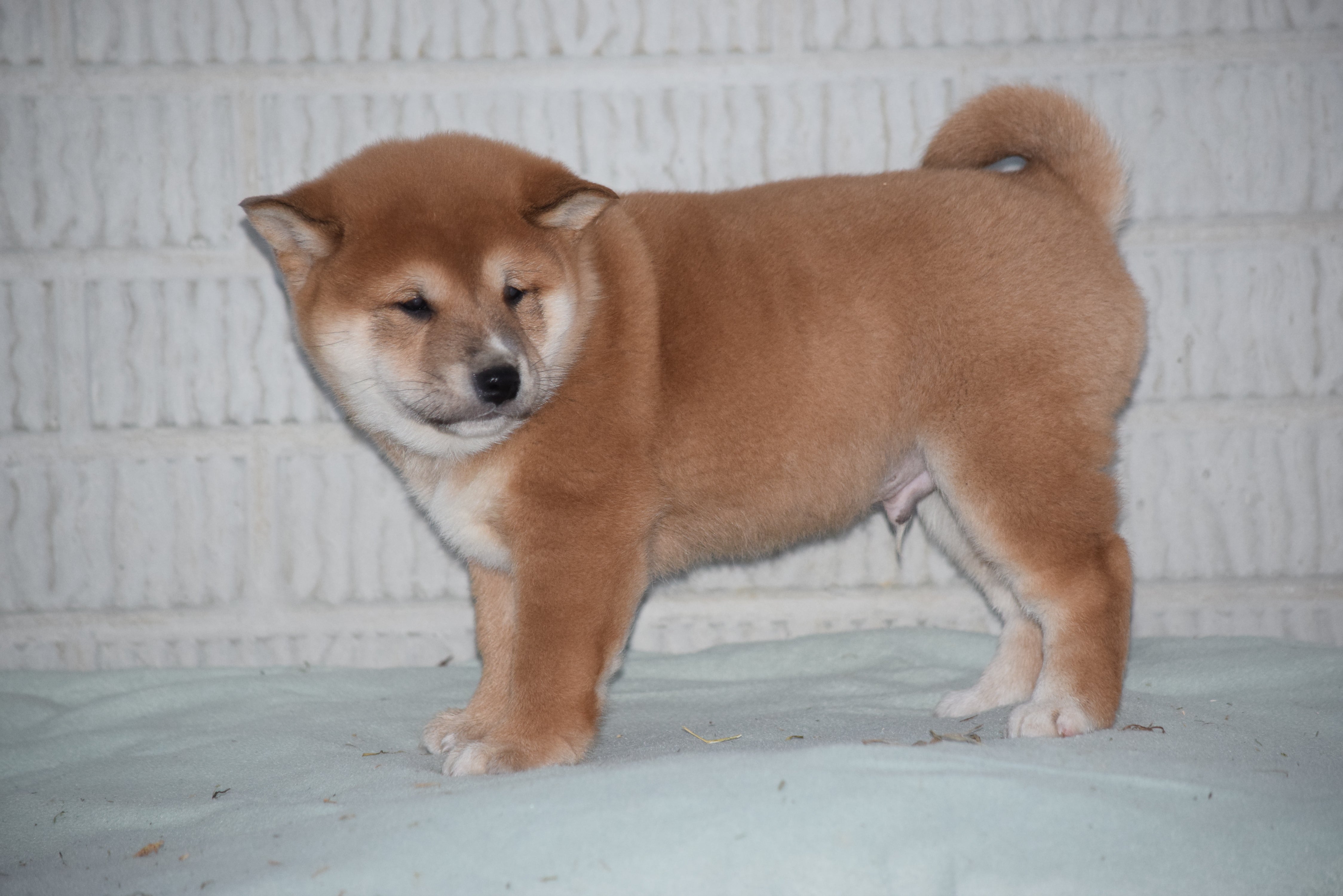 ACA Registered Shiba Inu Puppy For Sale Male Walter Fredericksburg, Oh - AC Puppies LLC
