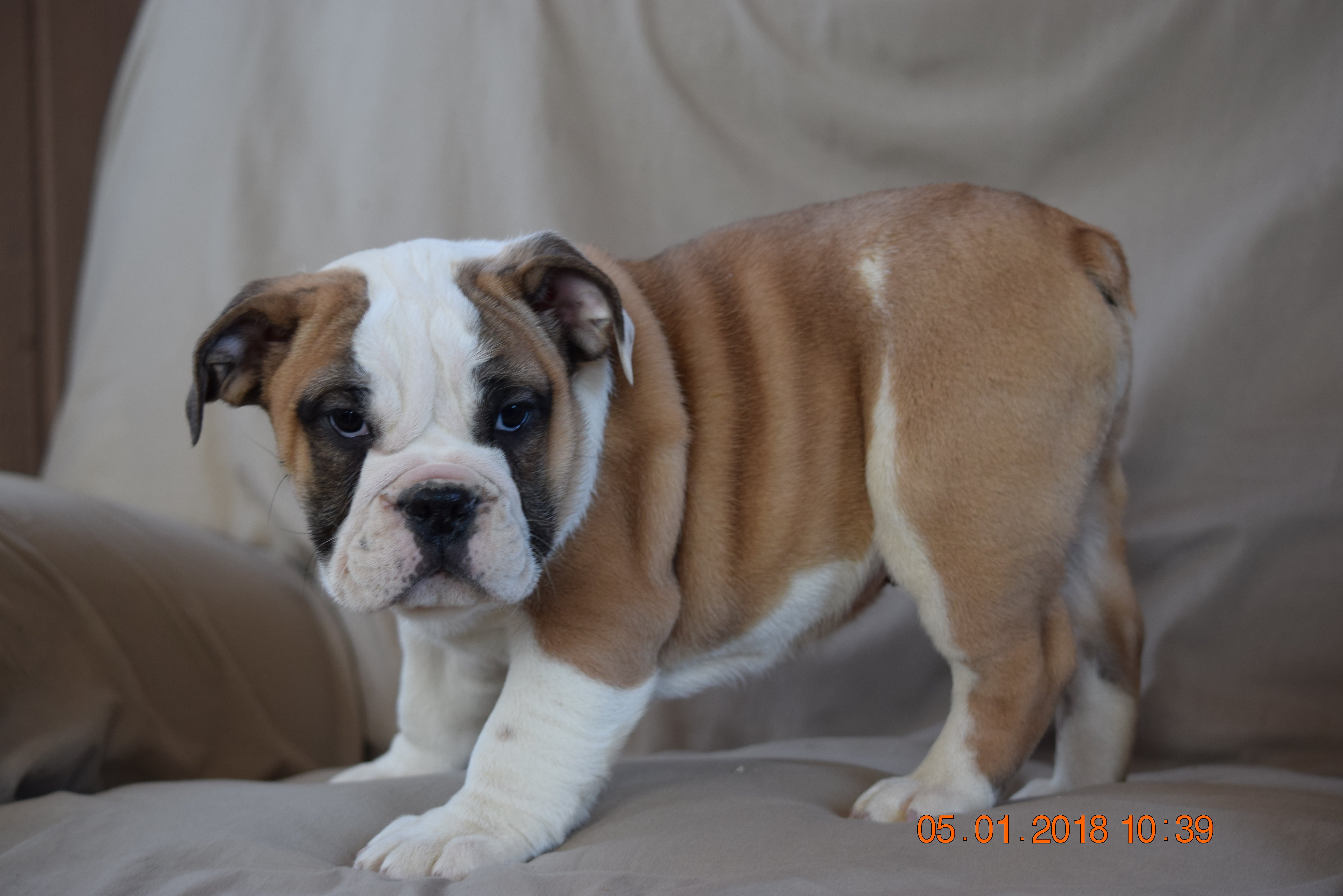 Beabull Puppy For Sale Fredericksburg Ohio Cody Male - AC ...