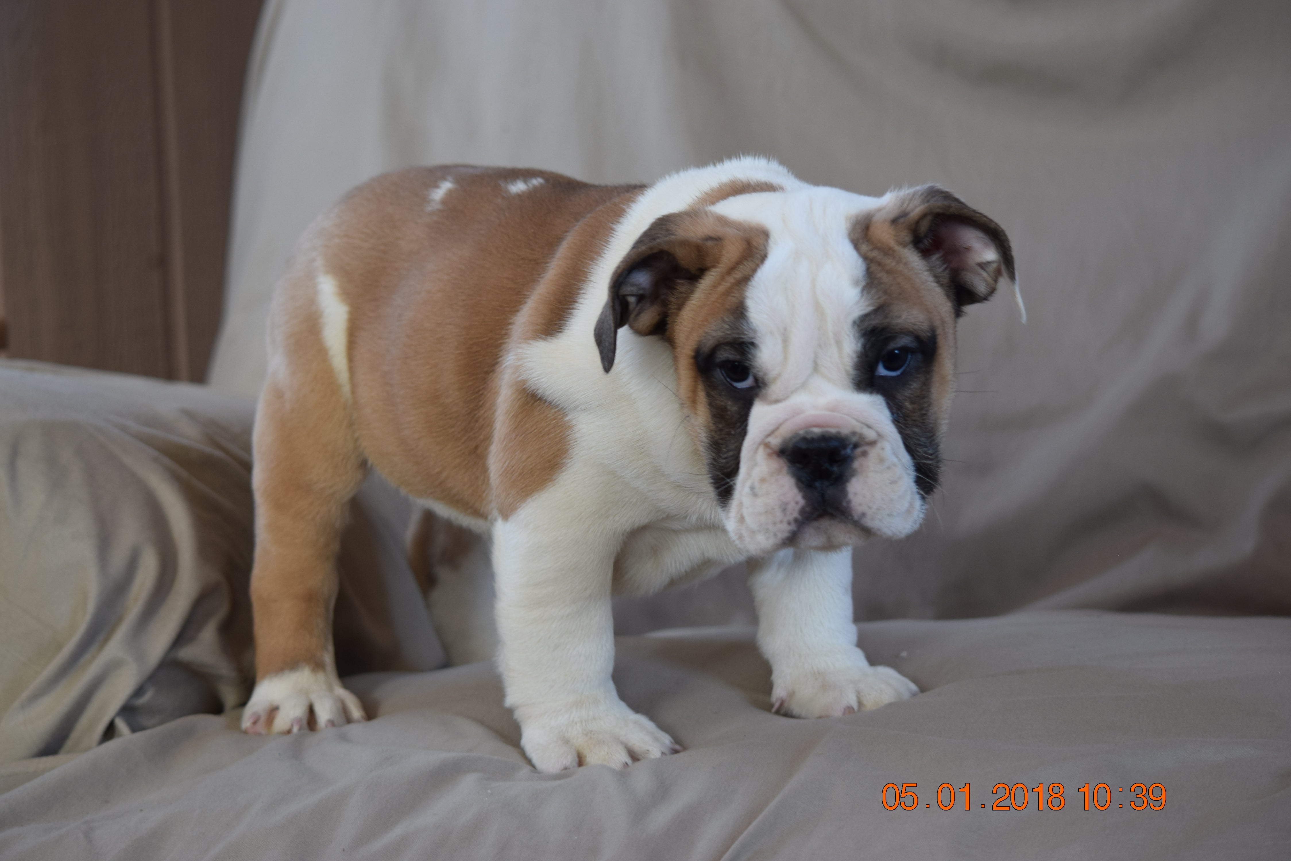 beabull puppies for sale near me