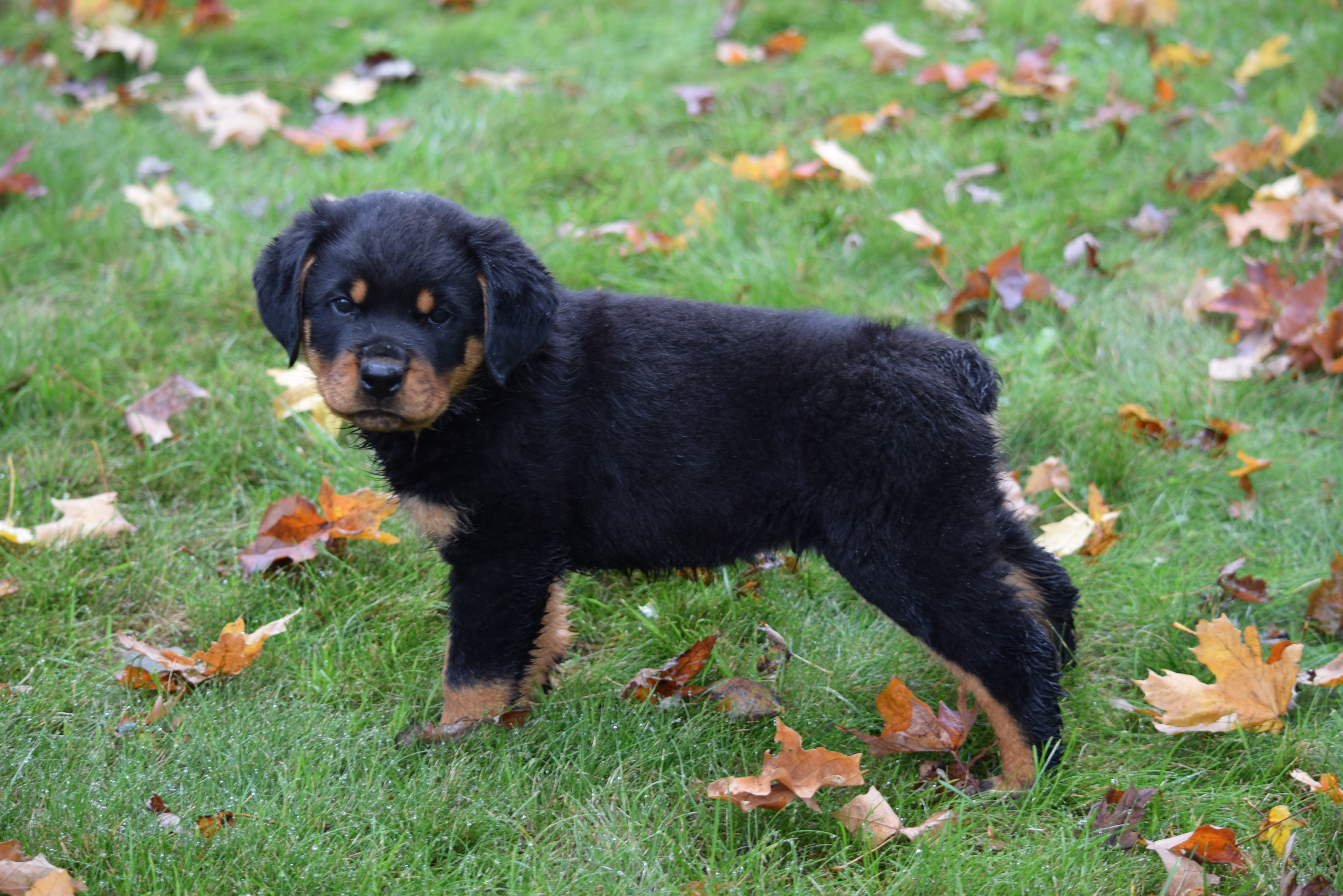 registered rottweiler puppies for sale
