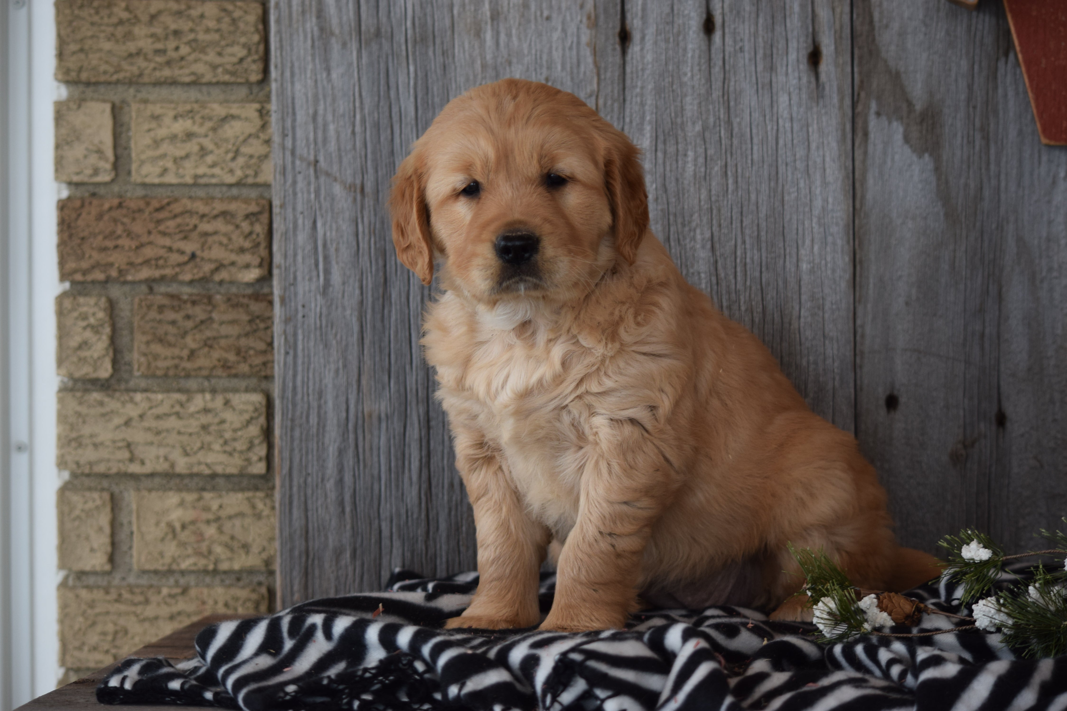 Akc Registered Golden Retriever Puppy For Sale Sugarcreek ...