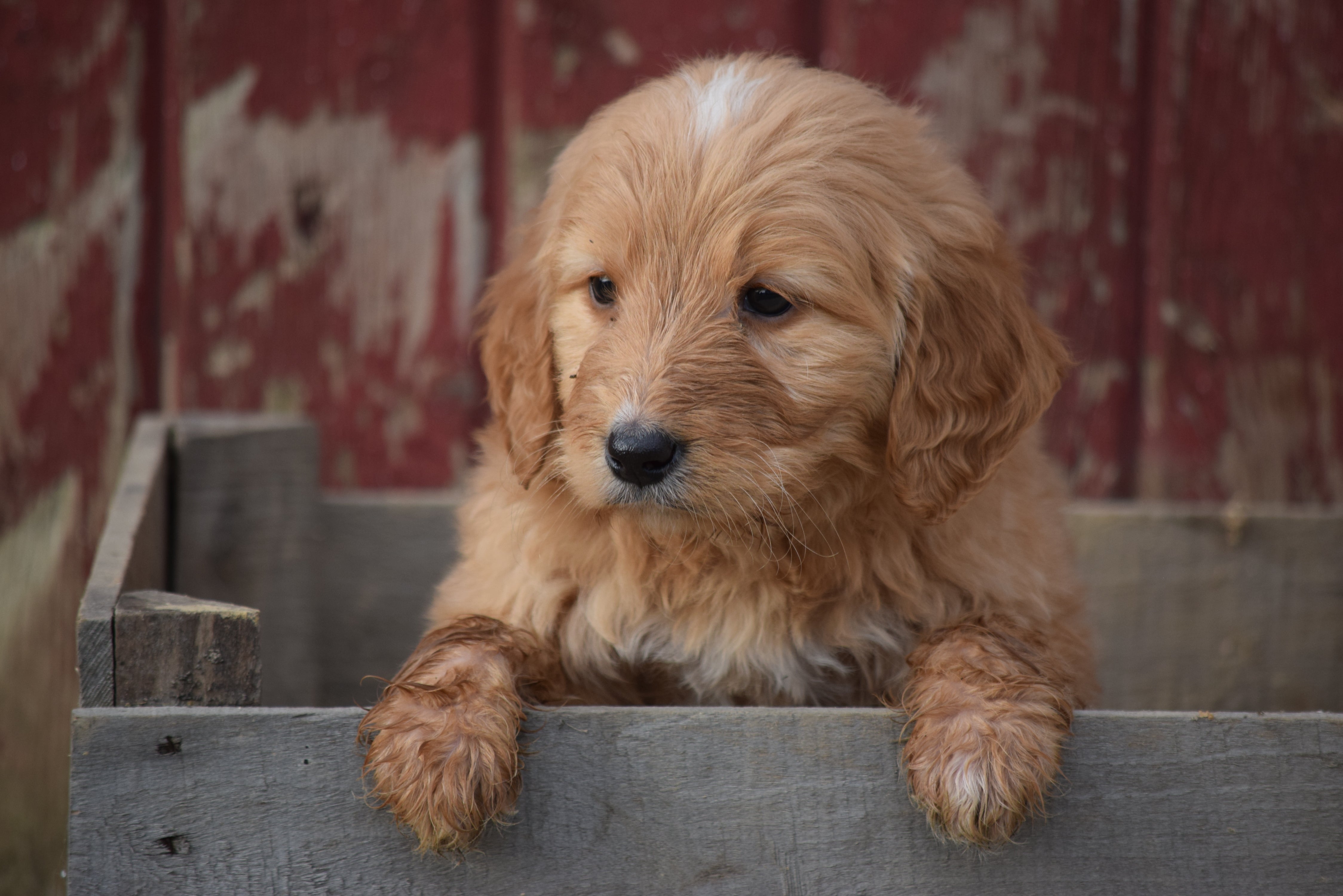 Goldendoodle Puppy For Sale Male Arnold Apple Creek, Ohio ...