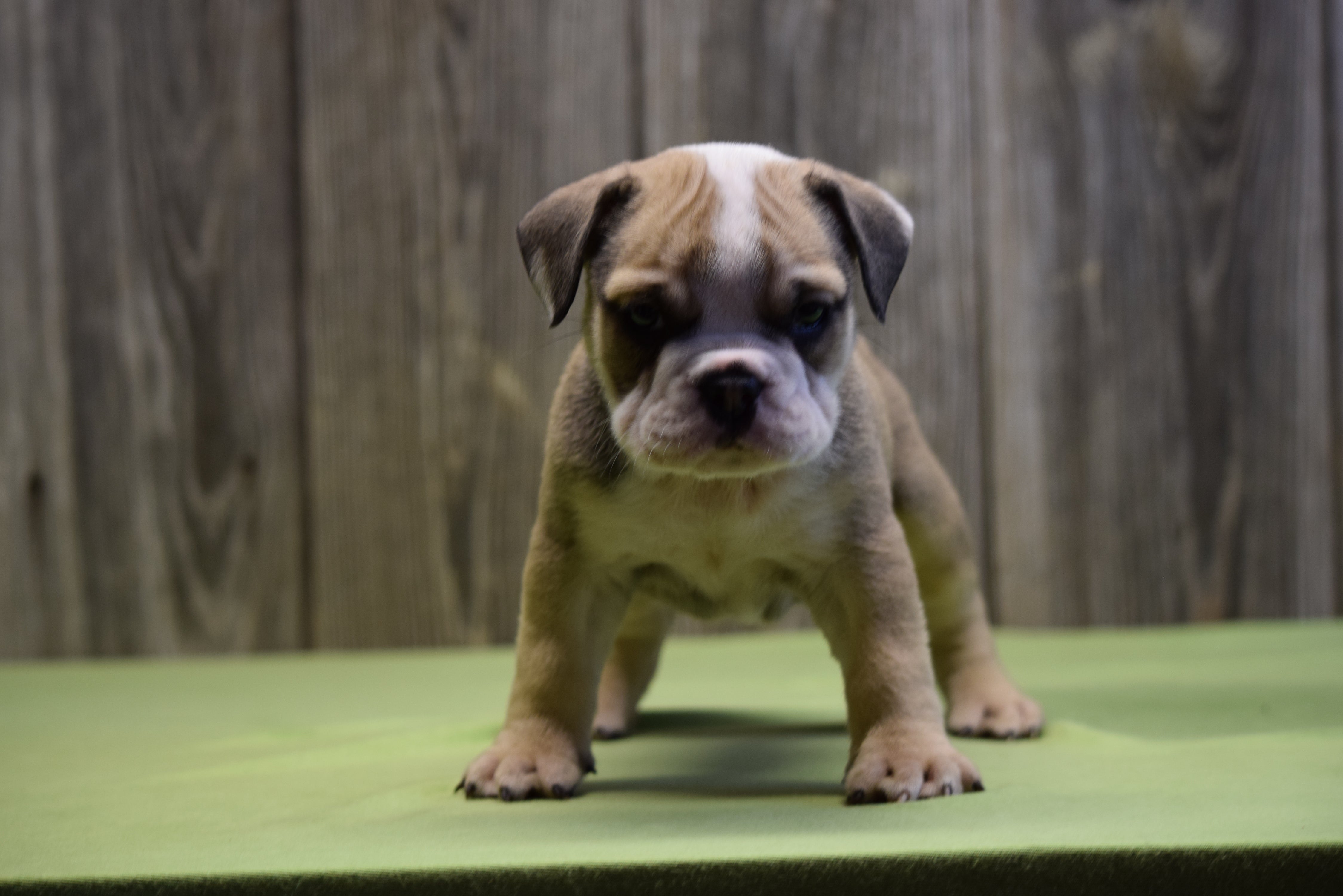 beabull puppies for sale near me