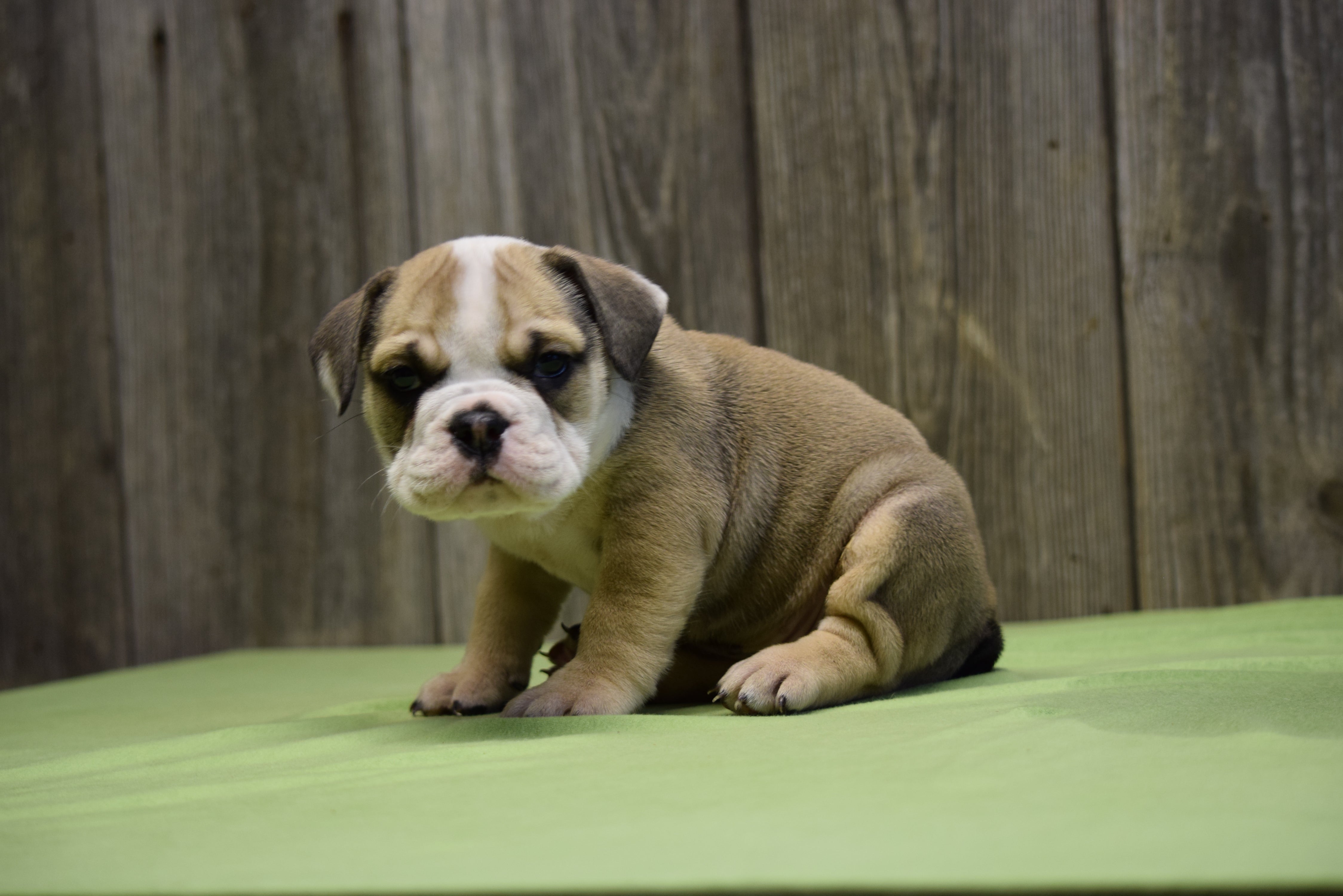 Beabull Puppy For Sale Fresno Ohio Female Dakota – AC Puppies LLC