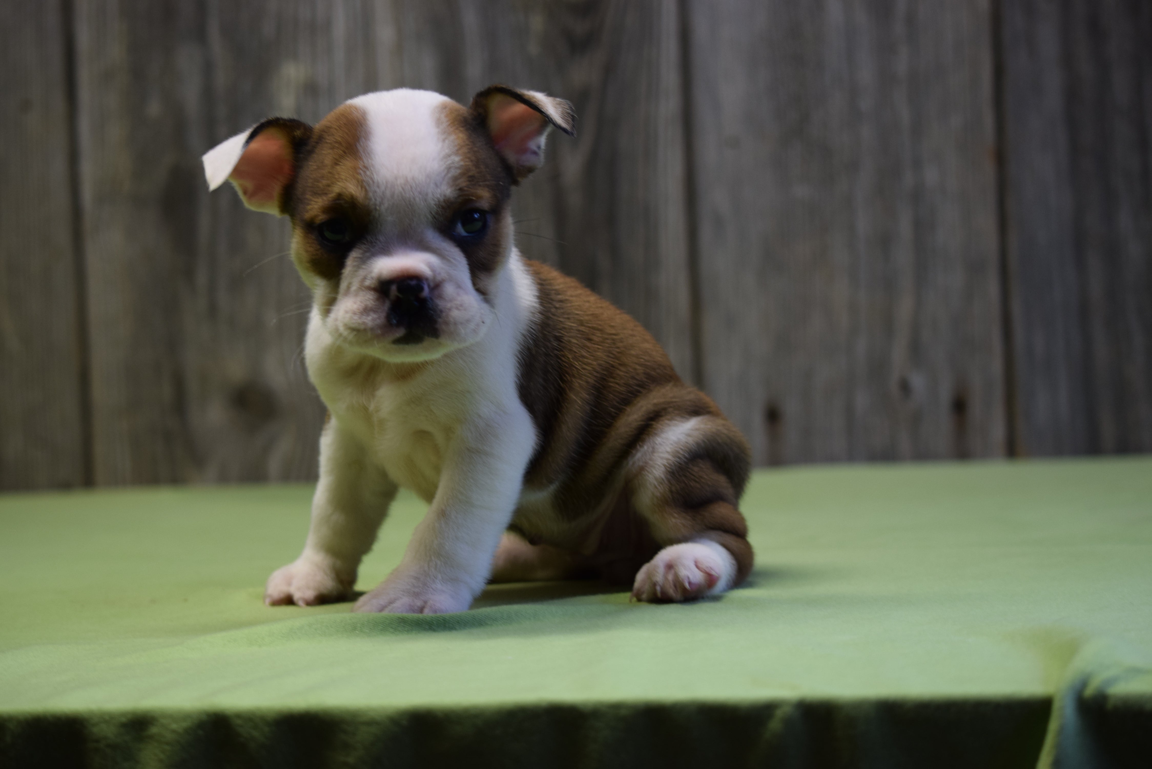 Beabull Puppy For Sale Fresno Ohio Female Tiny - AC ...