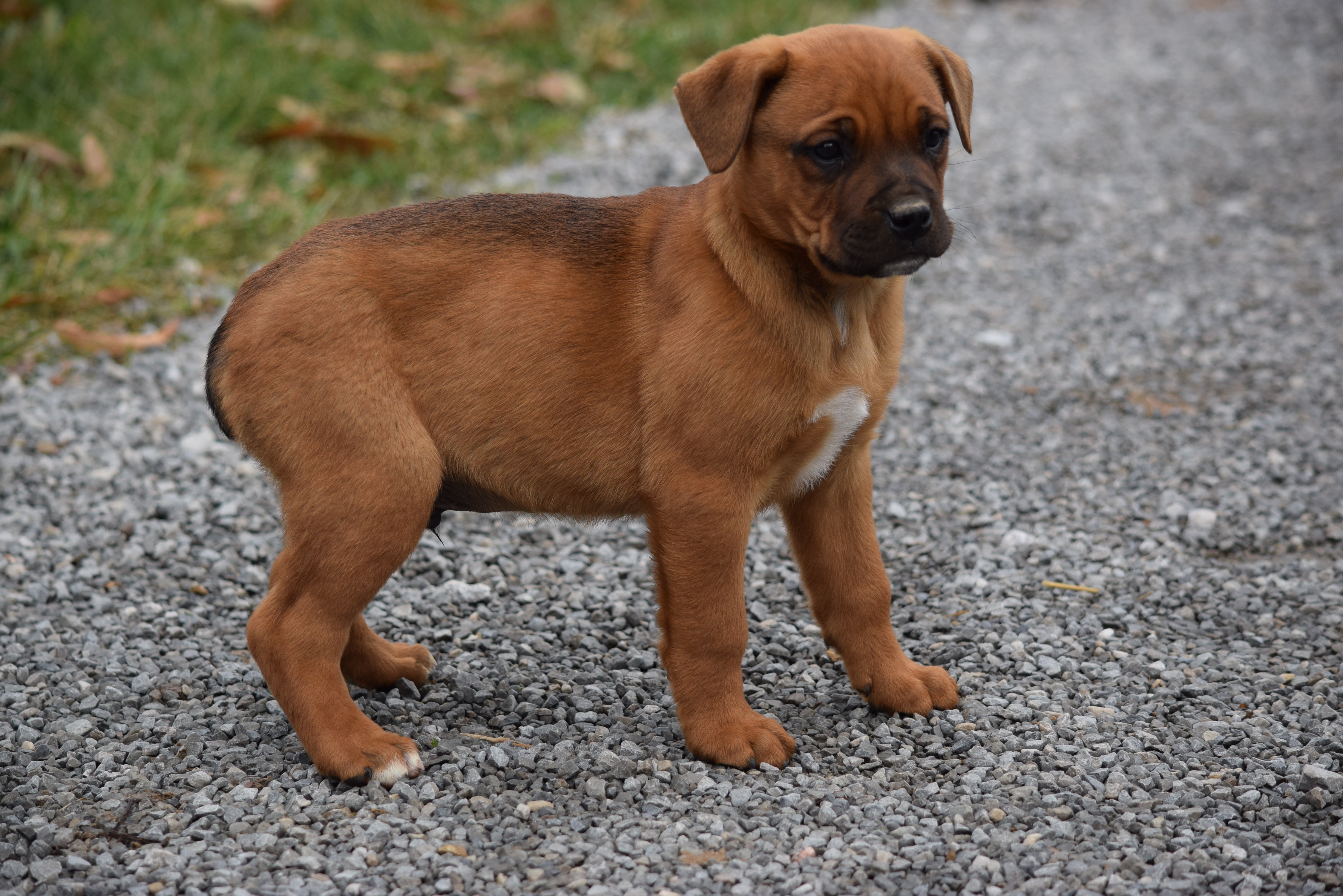 Boxweiler Puppy For Sale Male Brady 
