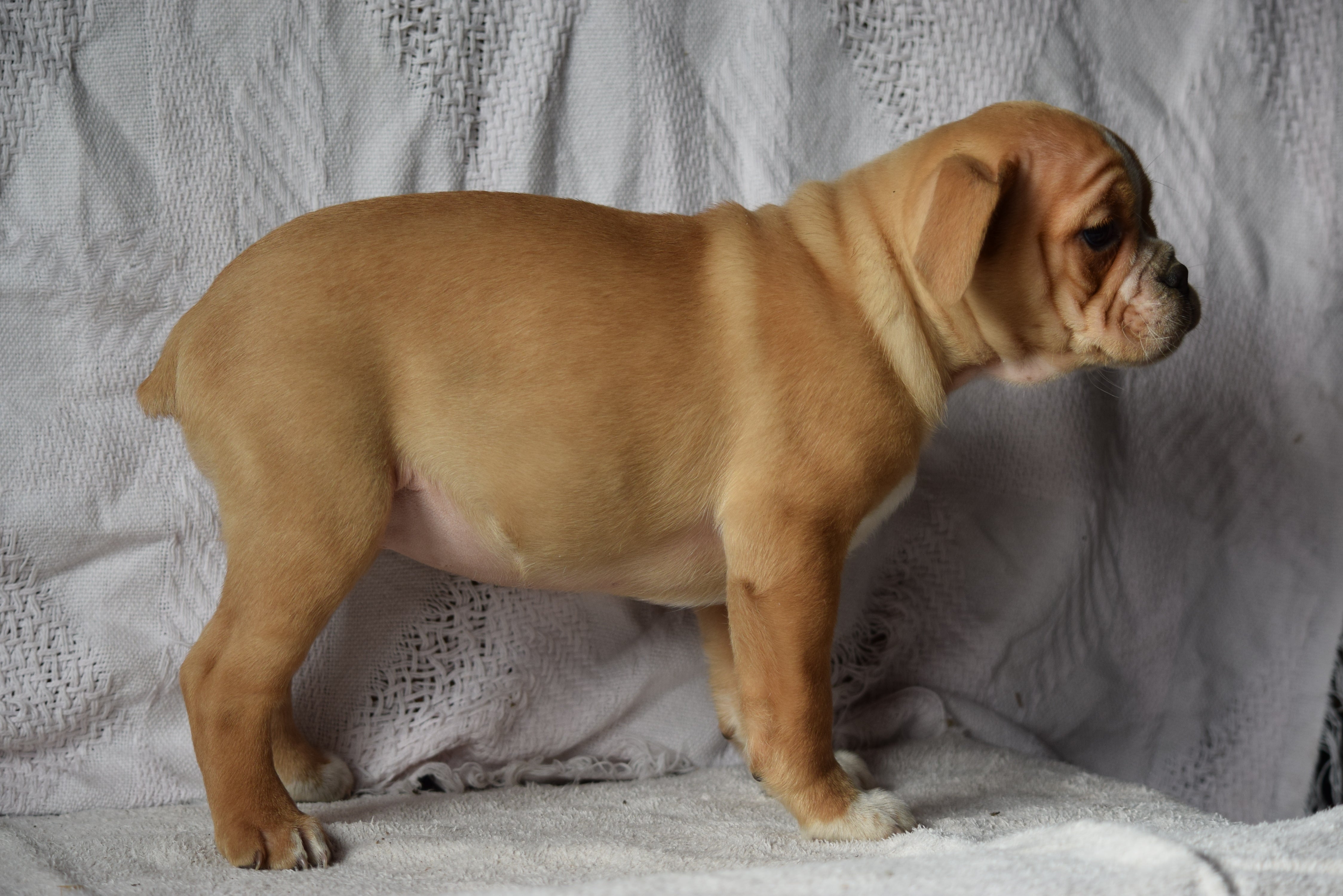 Beabull Puppy For Sale Female Autumn Millersburg, Ohio ...