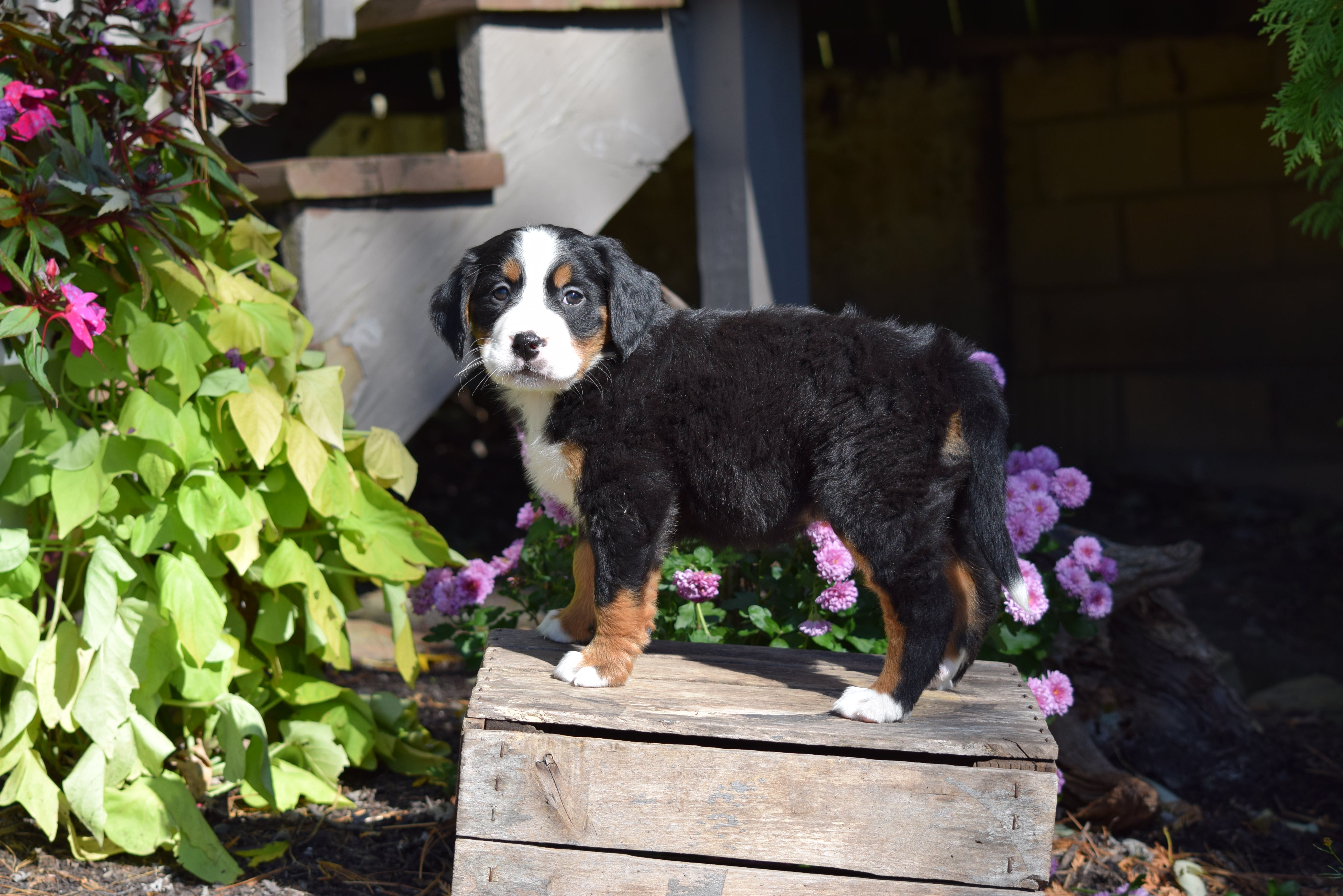 AKC Registered Bernese Mountain Puppy For Sale Millersburg ...