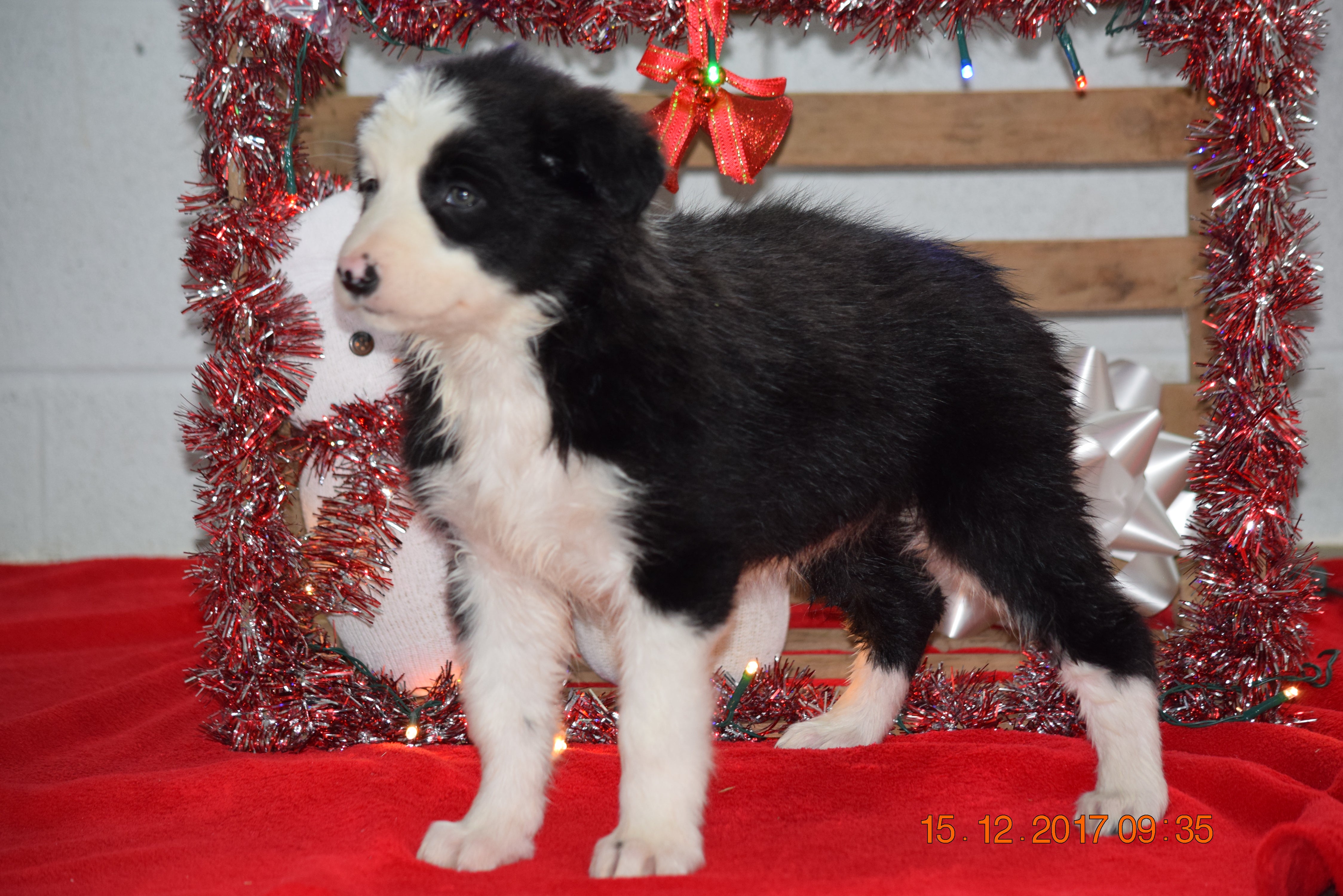 Border Collie Norwegian Elkhound Mix Puppy For Sale Female Lilly App Ac Puppies Llc