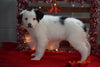 Border Collie - Norwegian Elkhound Mix Puppy For Sale Female Sophie Apple Creek, Ohio