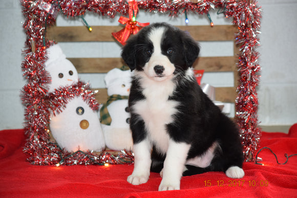 Border Collie - Norwegian Elkhound Mix Puppy For Sale Male ...