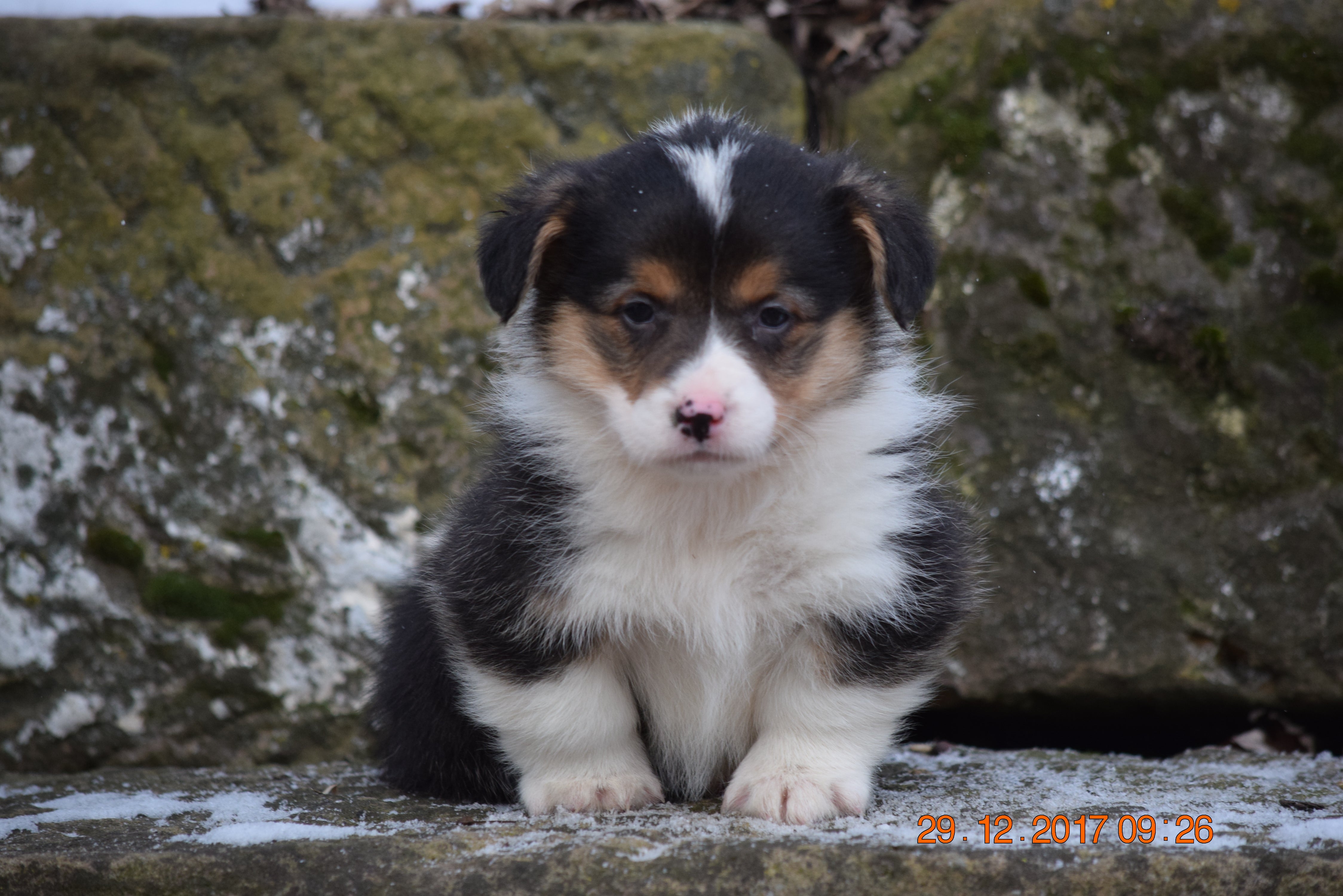 AKC Registered Pembroke Welsh Corgi Puppy For Sale Male Jackson Sugarc - AC Puppies LLC
