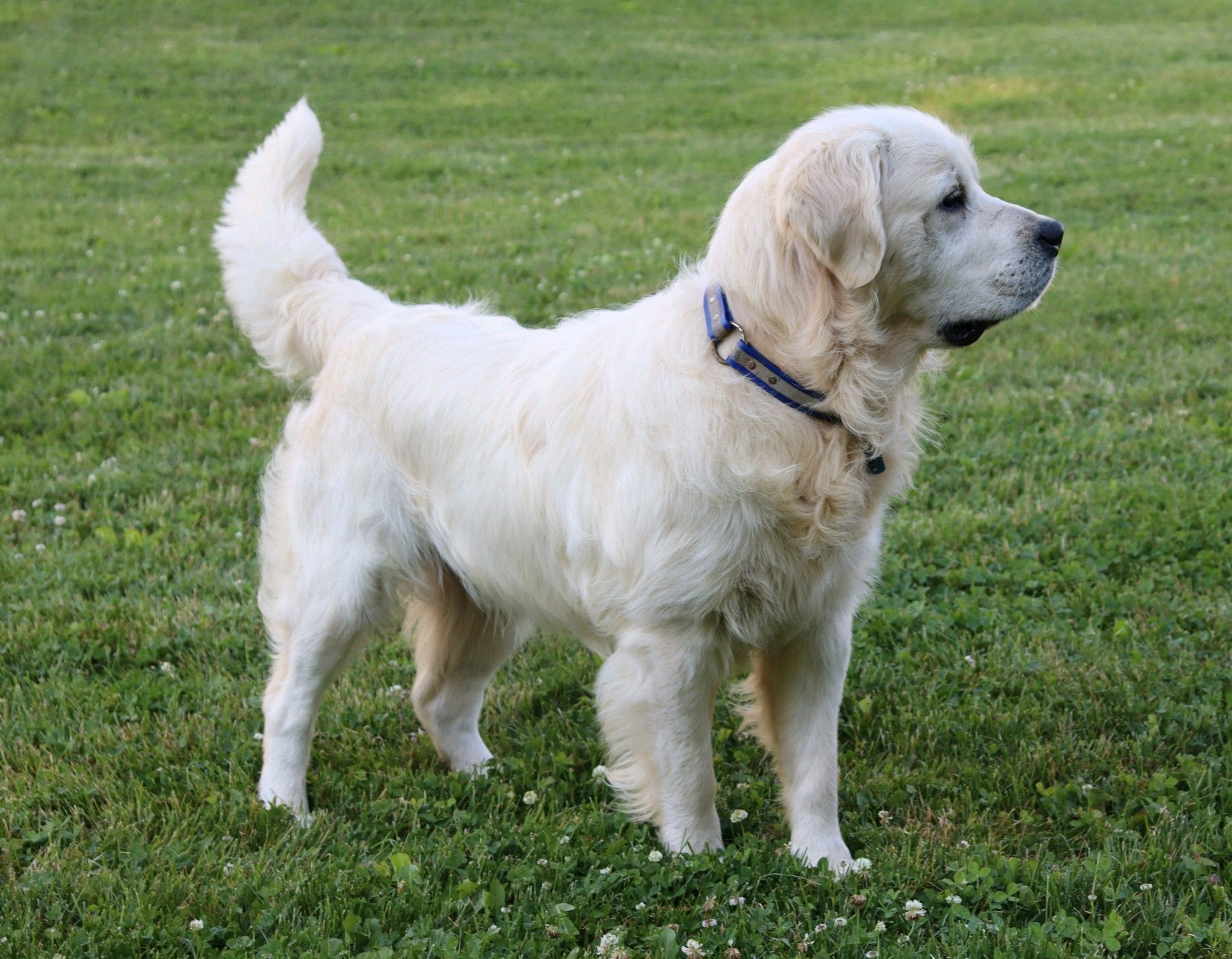 AKC Registered English Cream Golden Retriever For Sale ...