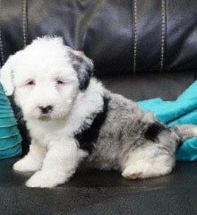 merle sheepadoodle