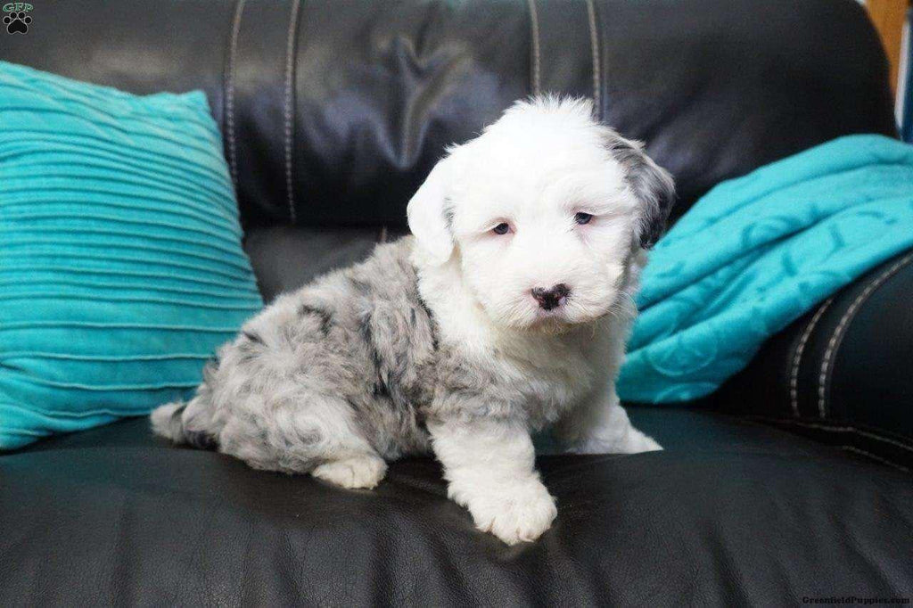 toy sheepadoodle