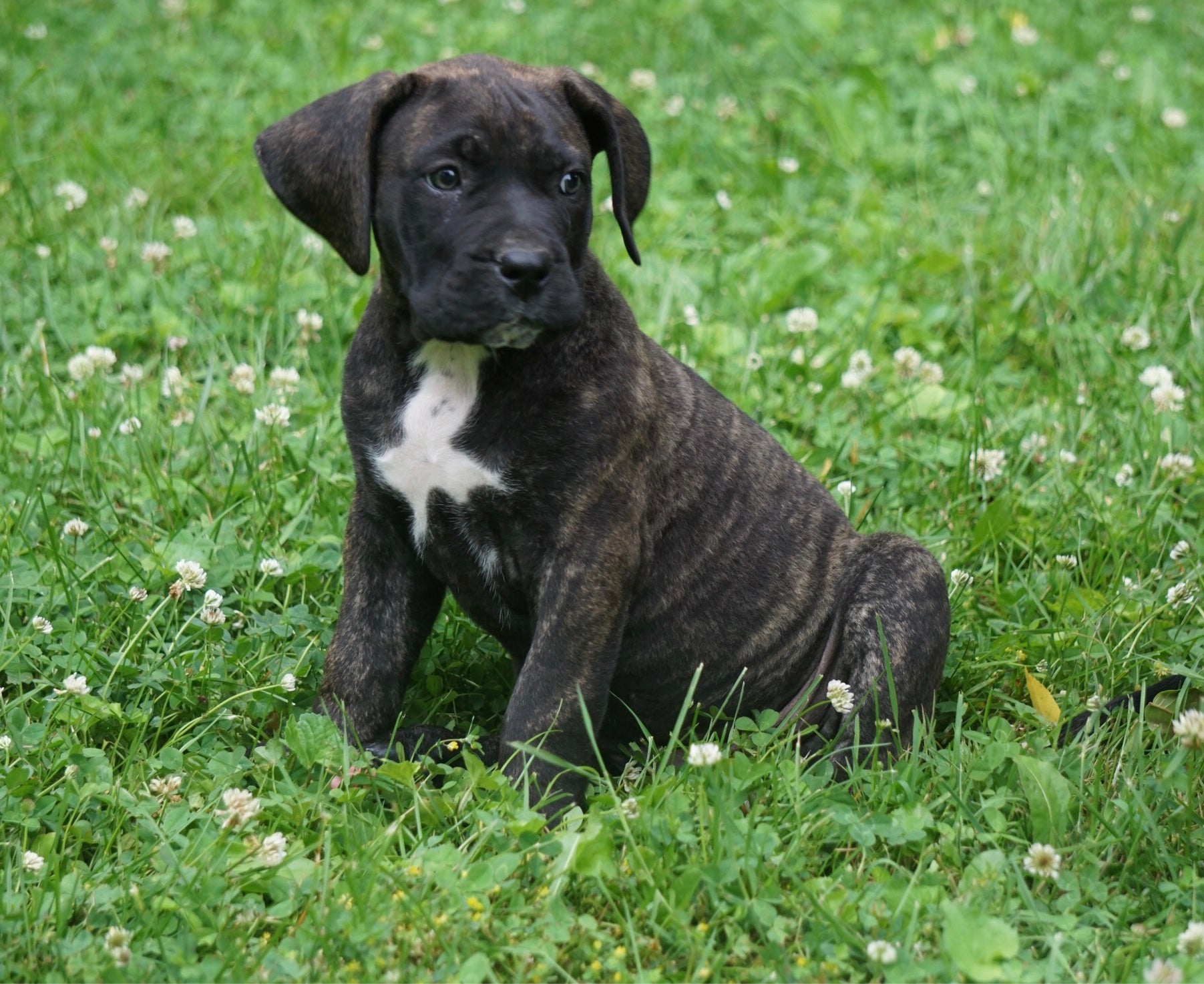 Presa Canario Puppy For Sale Fresno OH Male Buster - AC ...