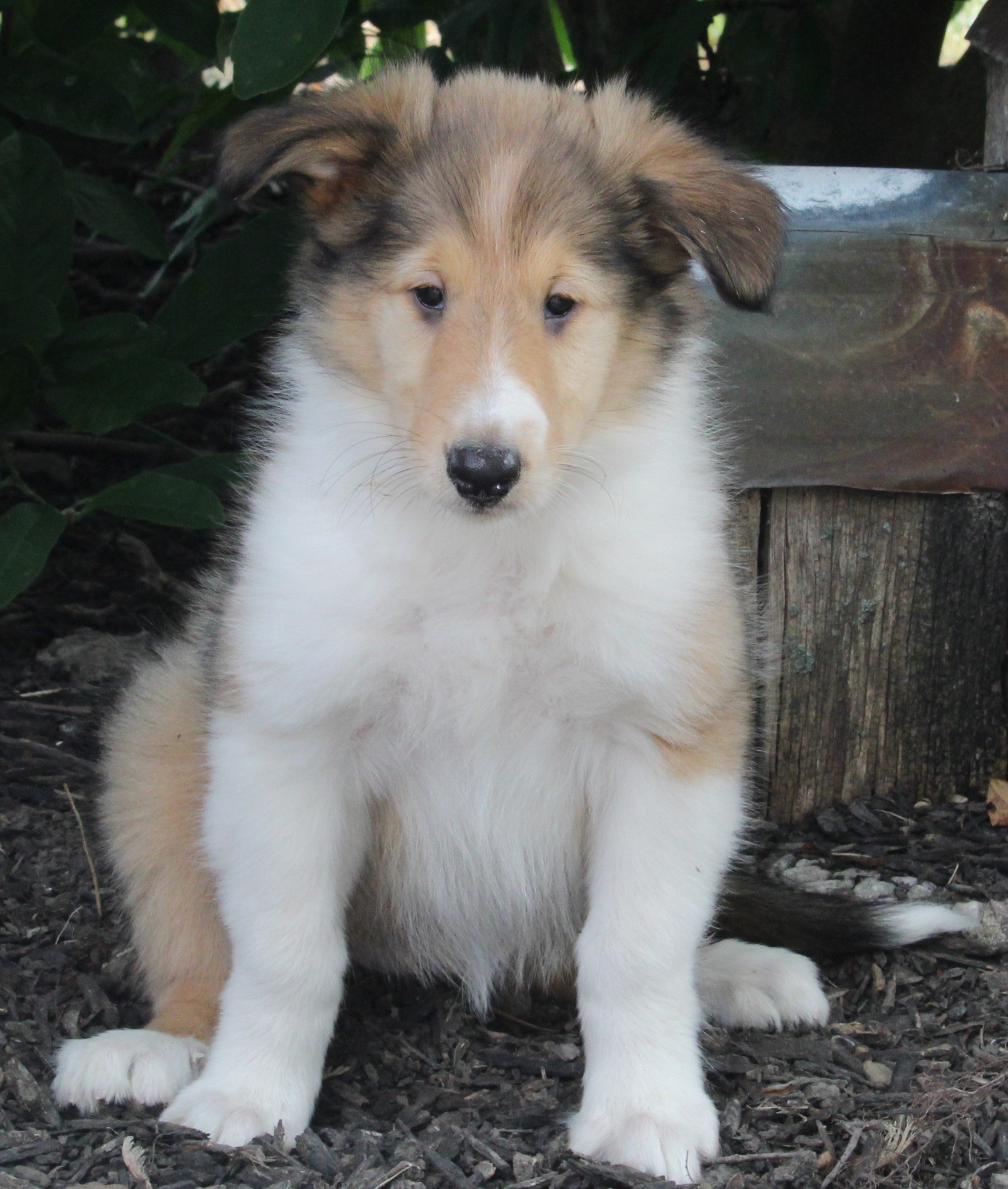 Akc Registered Lassie Collie For Sale Millersburg Oh Female Whitney