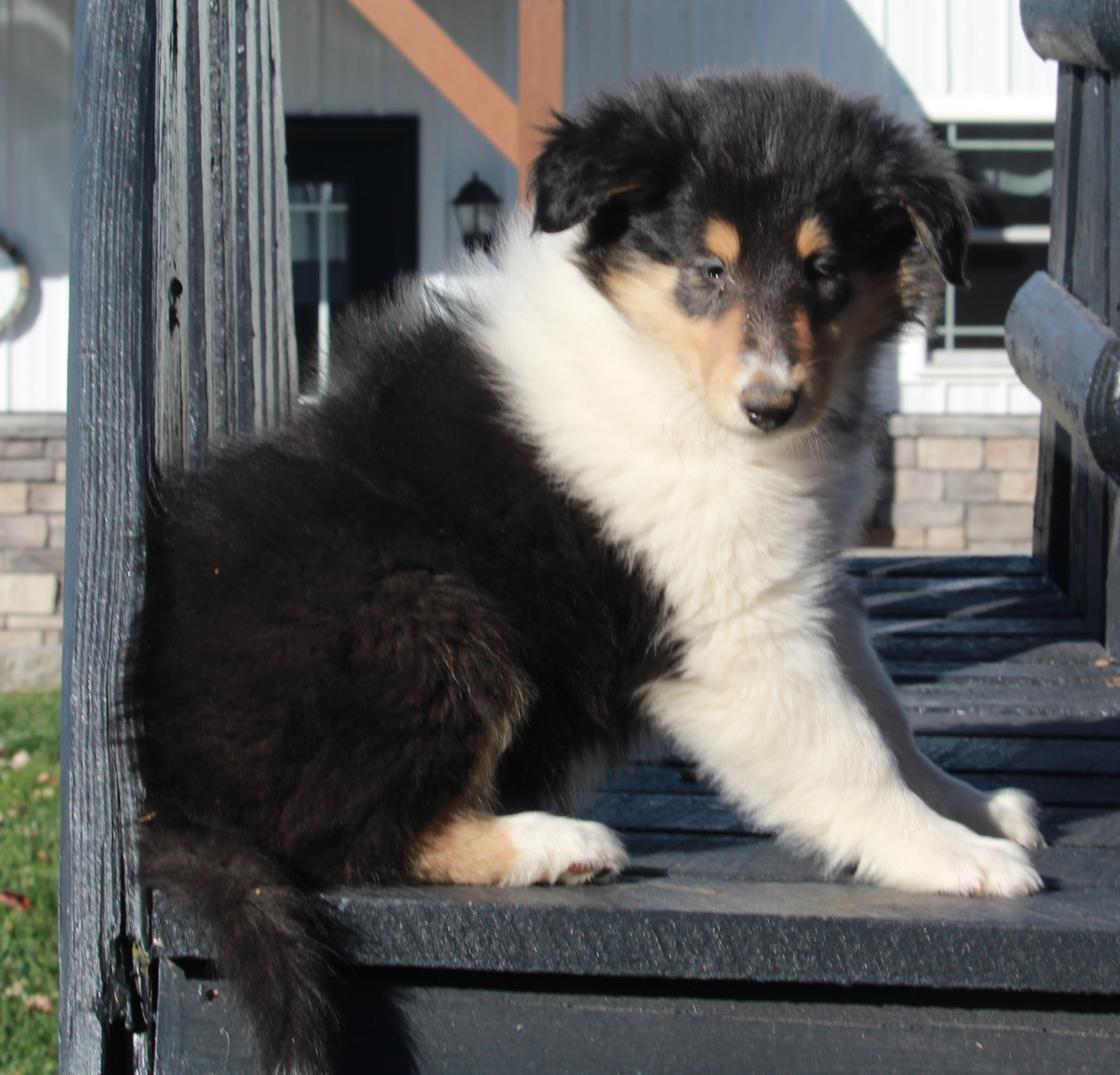 Akc Registered Collie Lassie For Sale Fredericksburg Oh Female Carmen