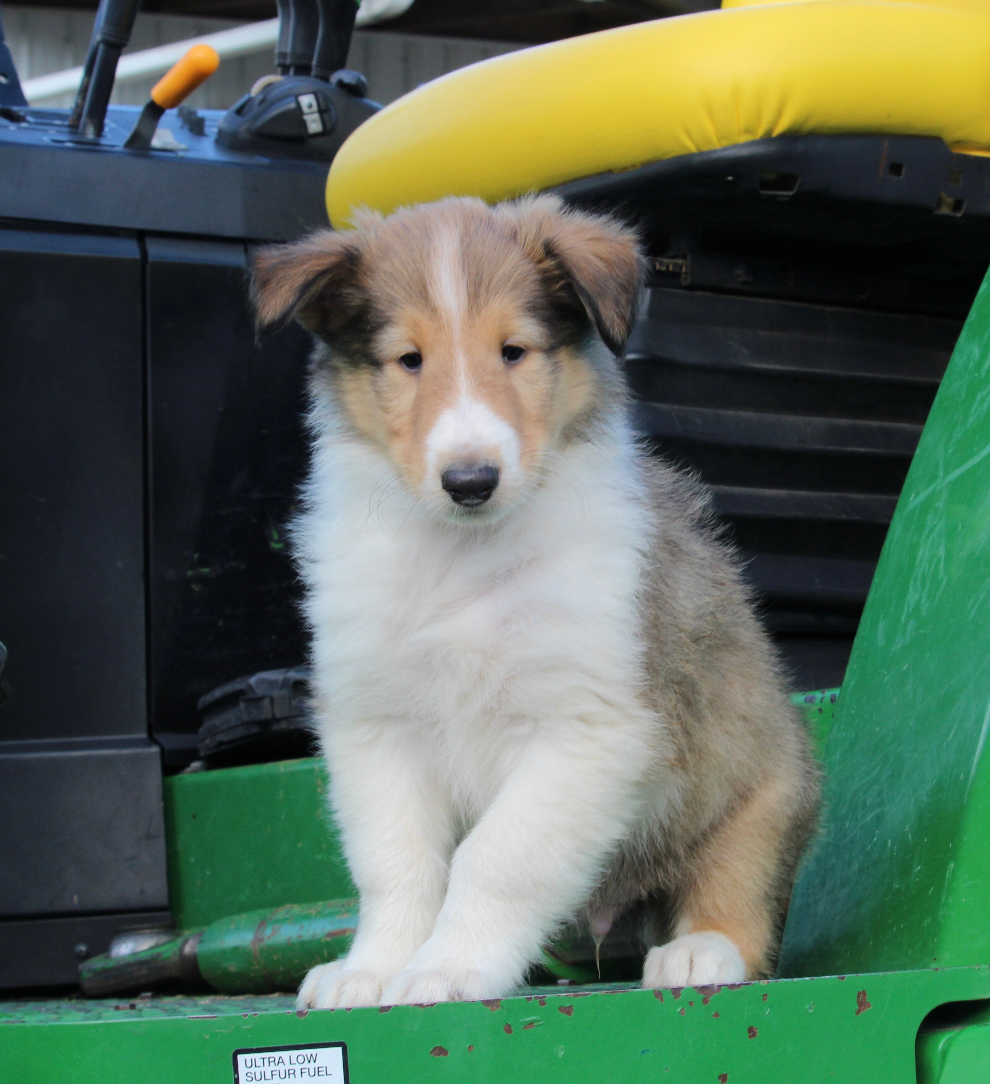 Akc Registered Collie Lassie For Sale Fredericksburg Oh Male Hunter