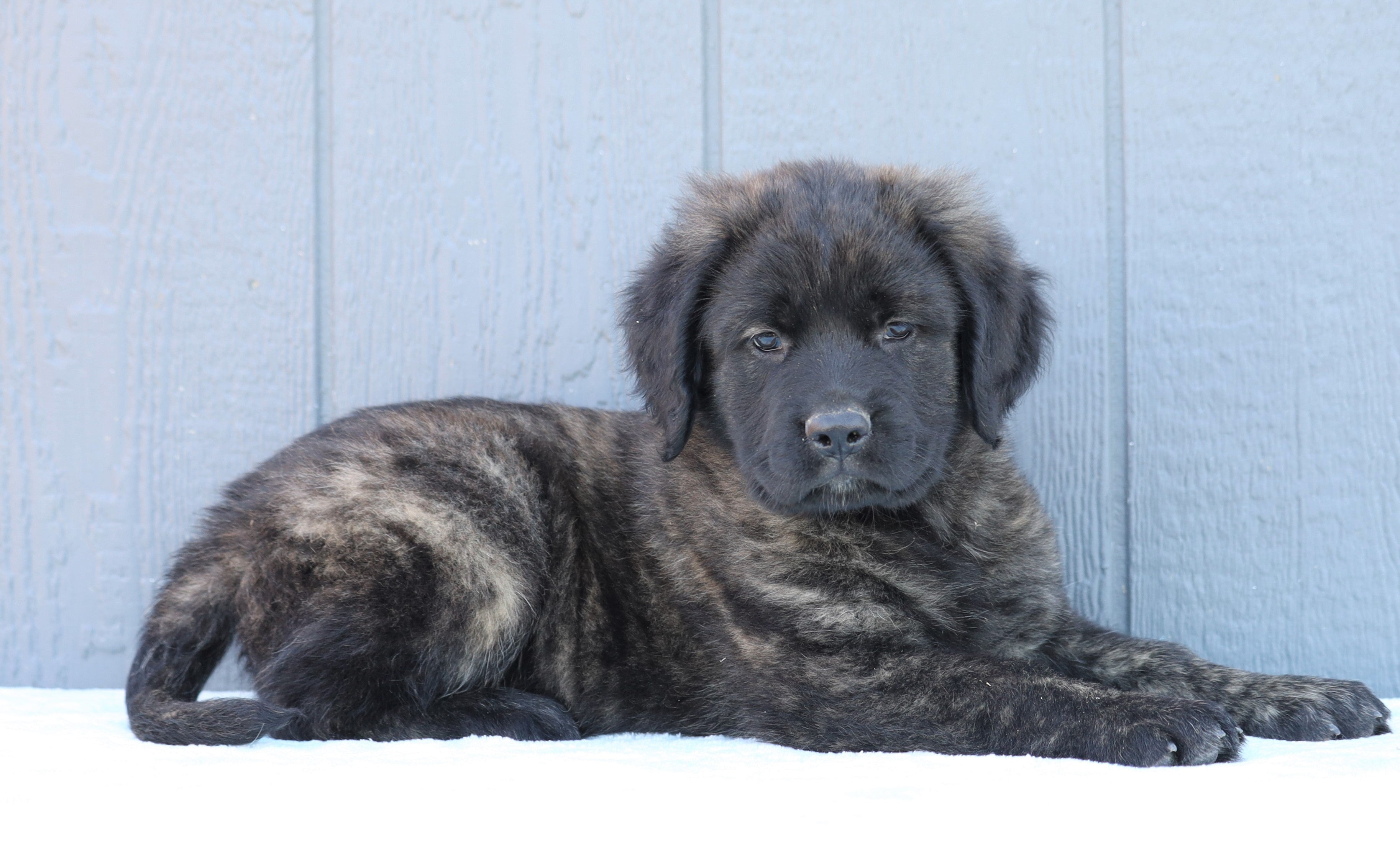 What Is A Fluffy English Mastiff