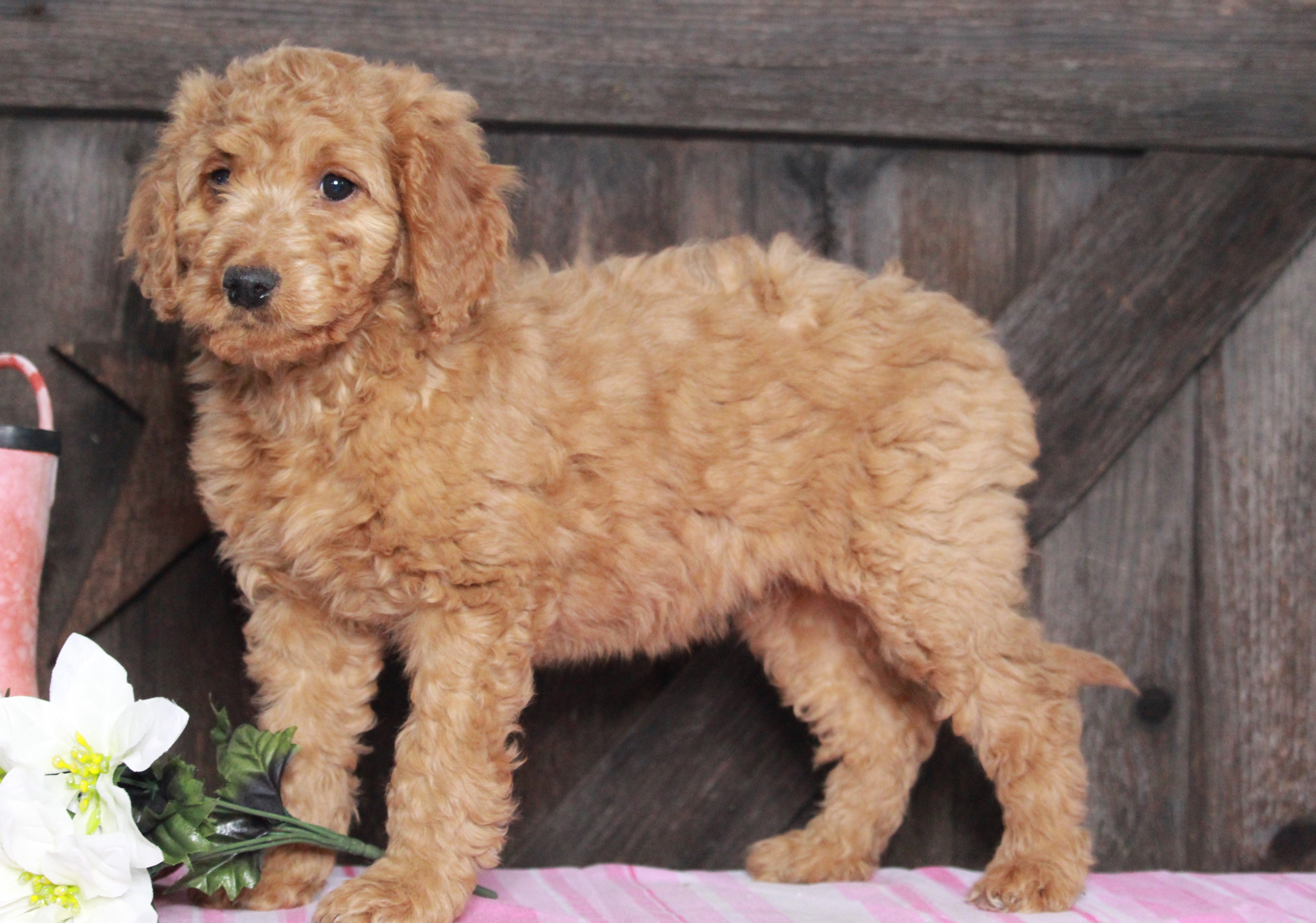 Medium F1bb Goldendoodle For Sale Millersburg Oh Female Angie Ac Puppies Llc