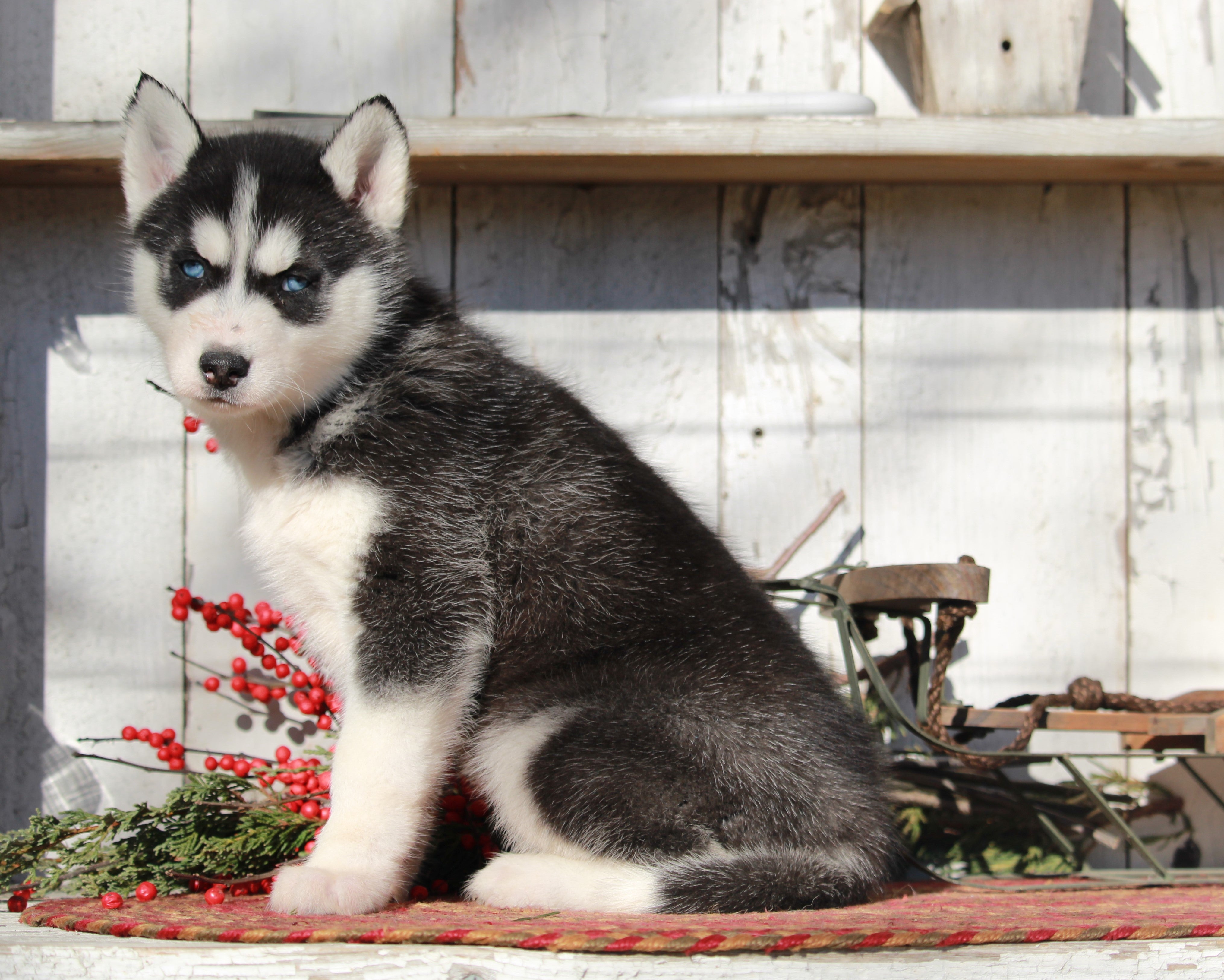 how much are akc husky puppies