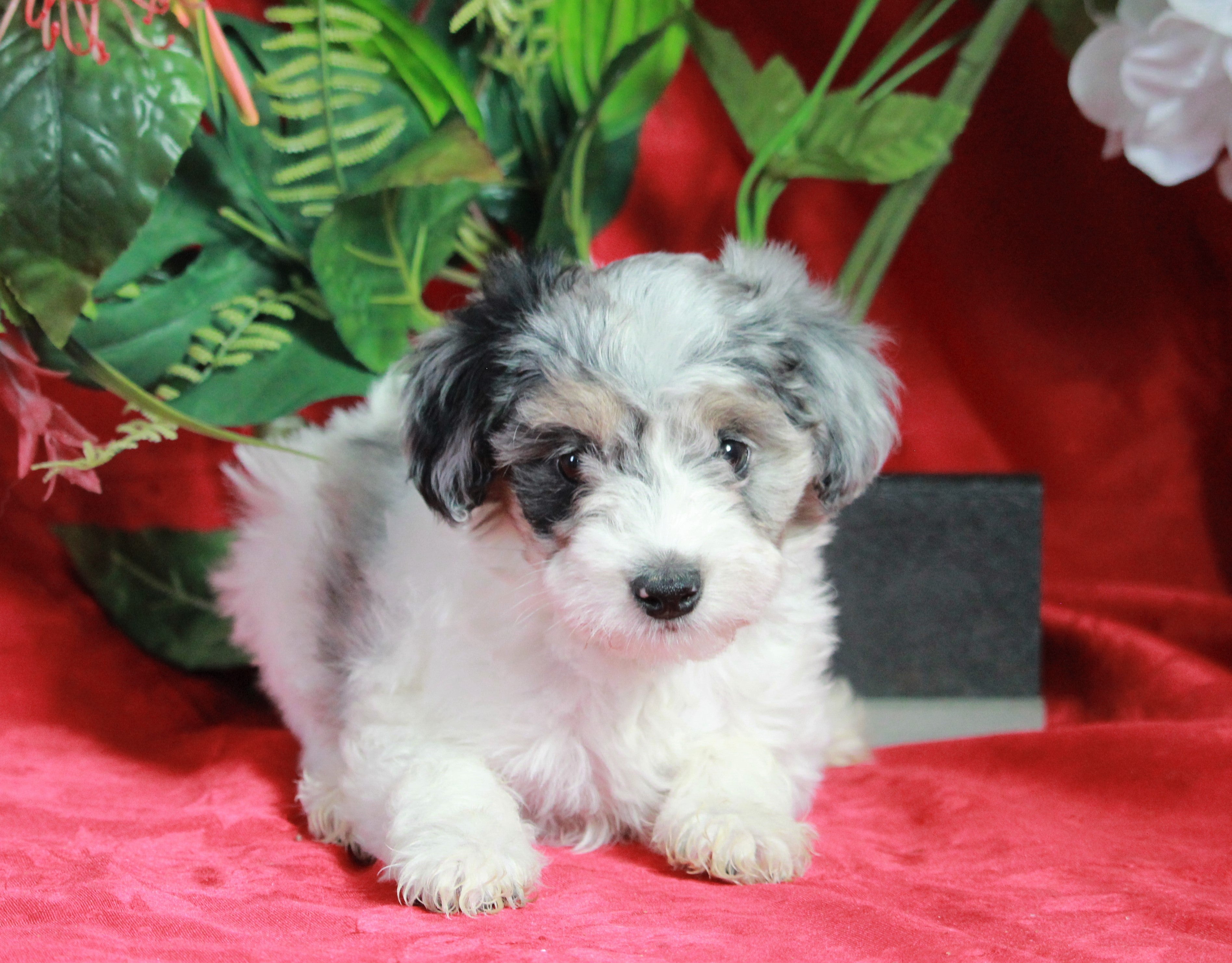 are papillon with miniature poodle