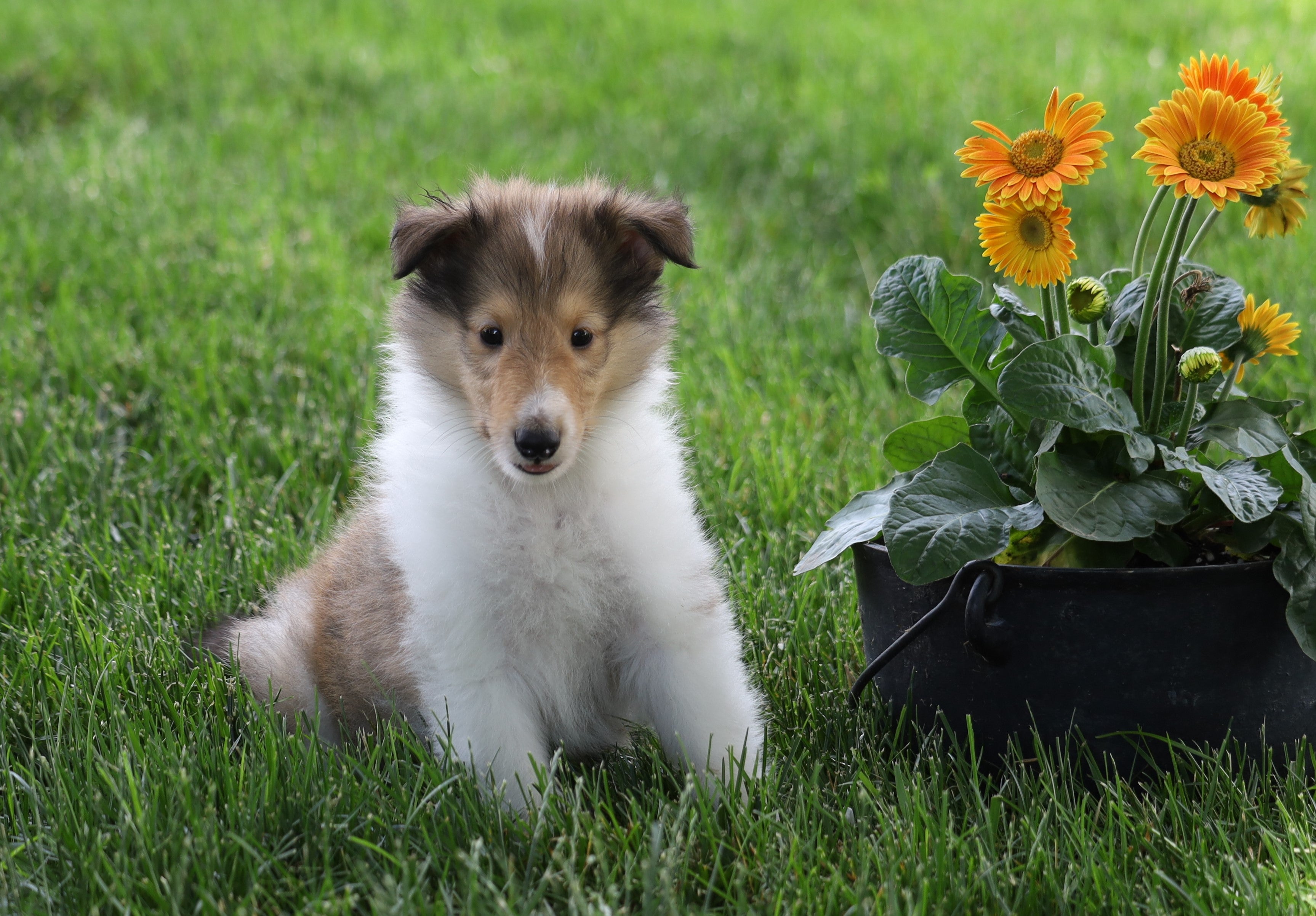 Akc Registered Collie Lassie For Sale Fredericksburg Oh Male Samso Ac Puppies Llc 