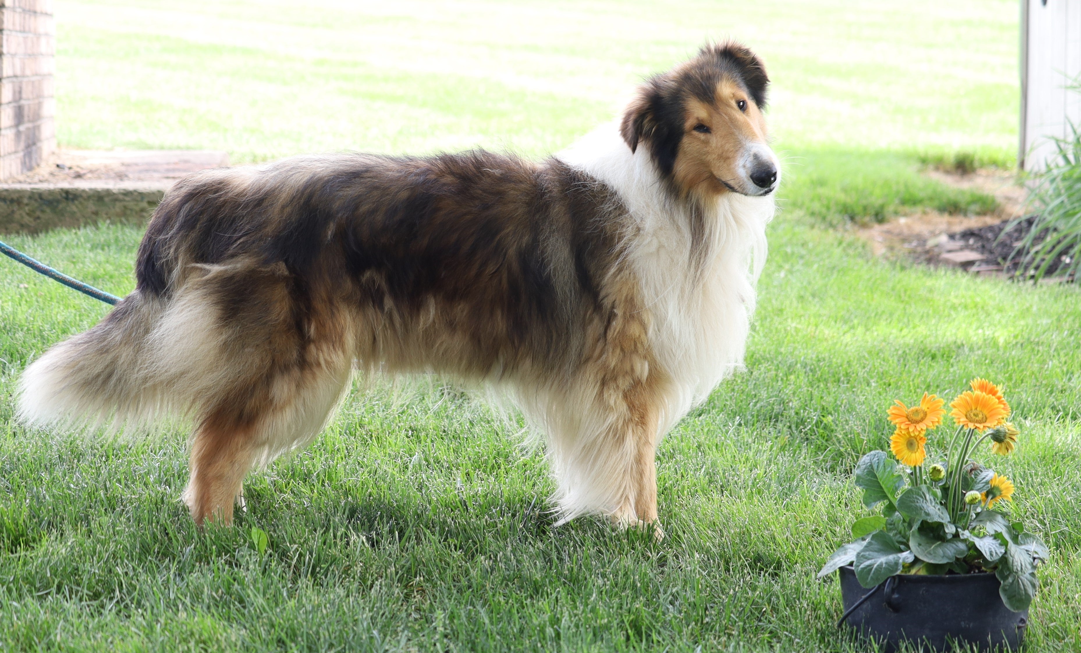 Akc Registered Collie Lassie For Sale Fredericksburg Oh Male Bings Ac Puppies Llc 