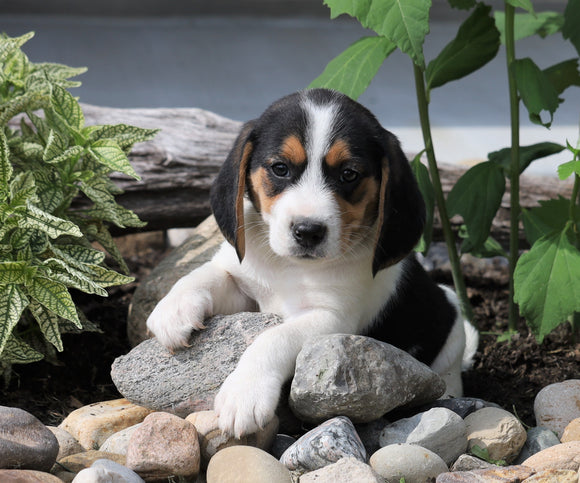 Beagle Puppy For Sale Fresno, OH Male- Danny