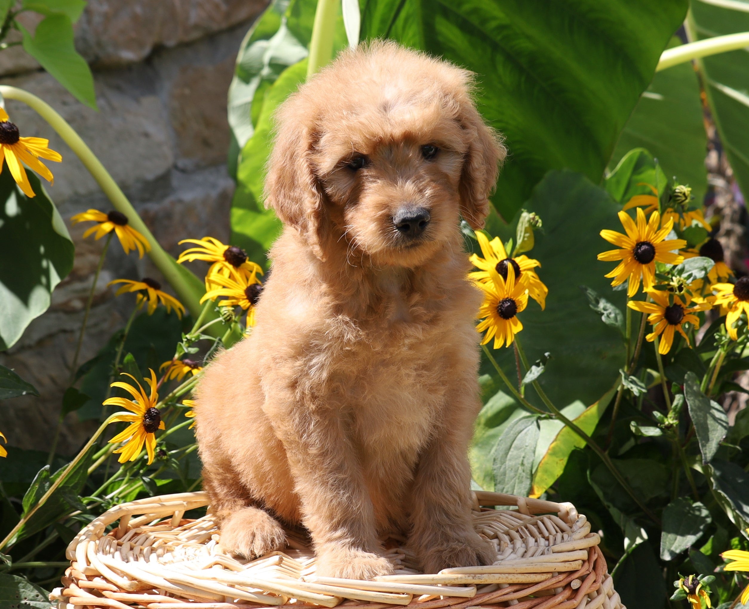 F1B Mini Goldendoodle For Sale Baltic, OH Male Tucker AC Puppies LLC