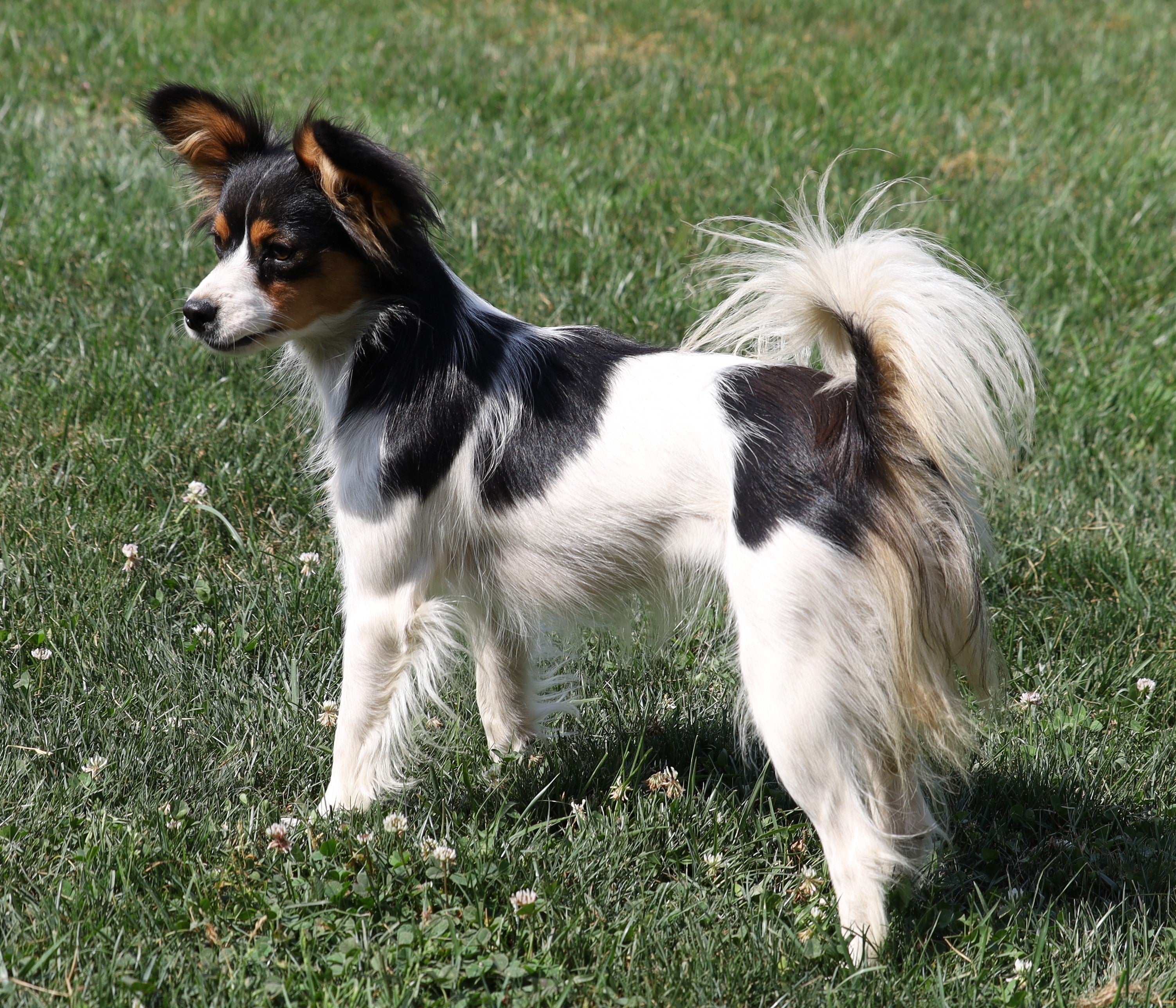 are papillon with miniature poodle