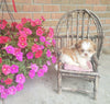 Shih Tzu Puppy For Sale Warsaw, OH Female- Zoey