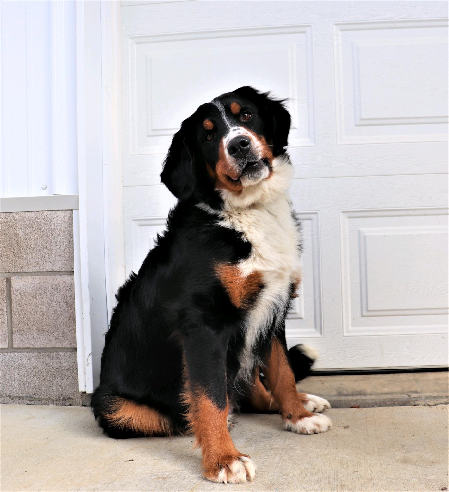 ACA Registered Bernese Mountain Dog For Sale Fredericksburg OH Female   IMG 7352 D0743f5b 0a46 4134 94b8 Fa19e3561703.JPG