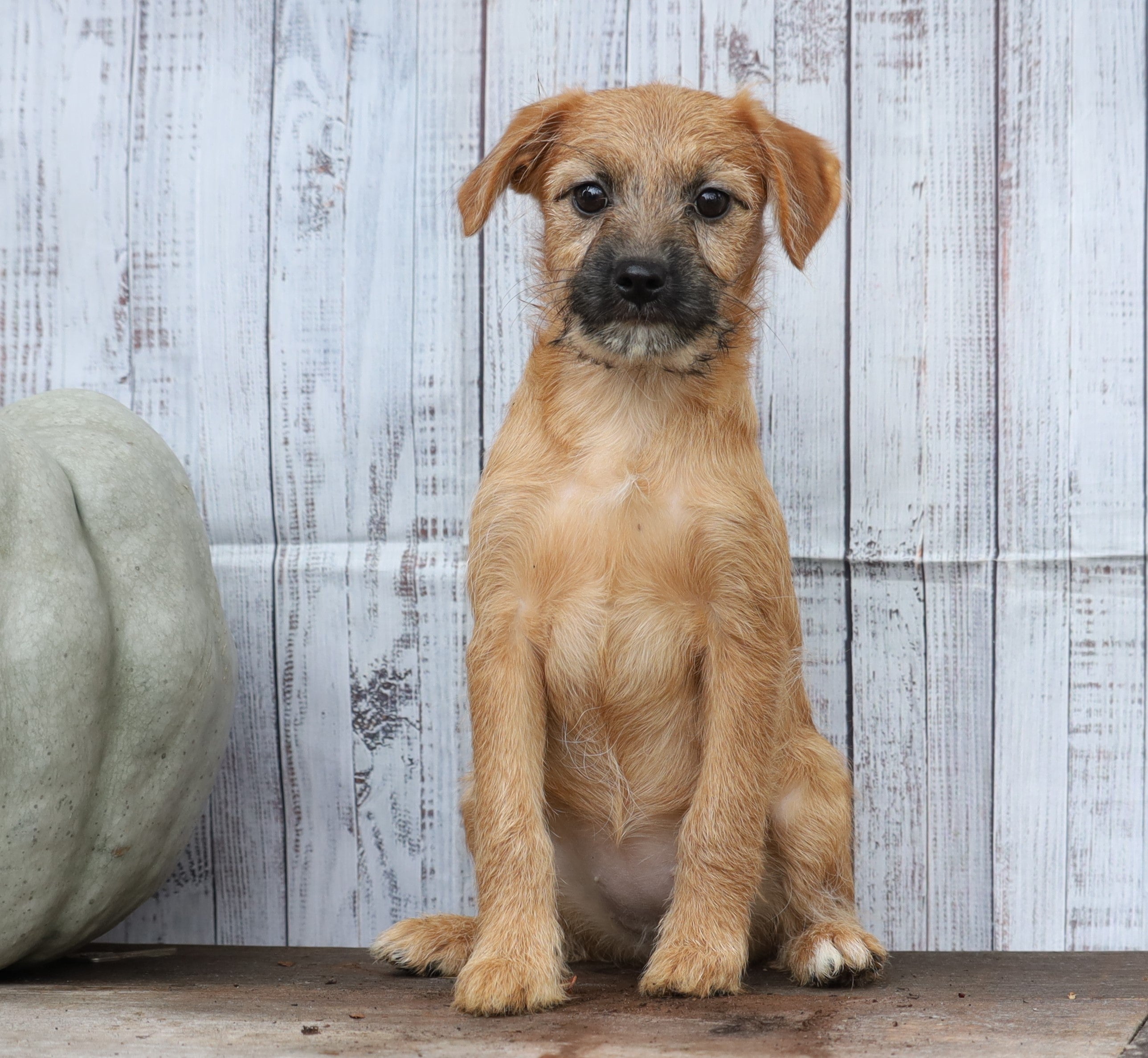 Fox Terrier Mix Puppy For Shreve, OH Female- Autumn AC LLC