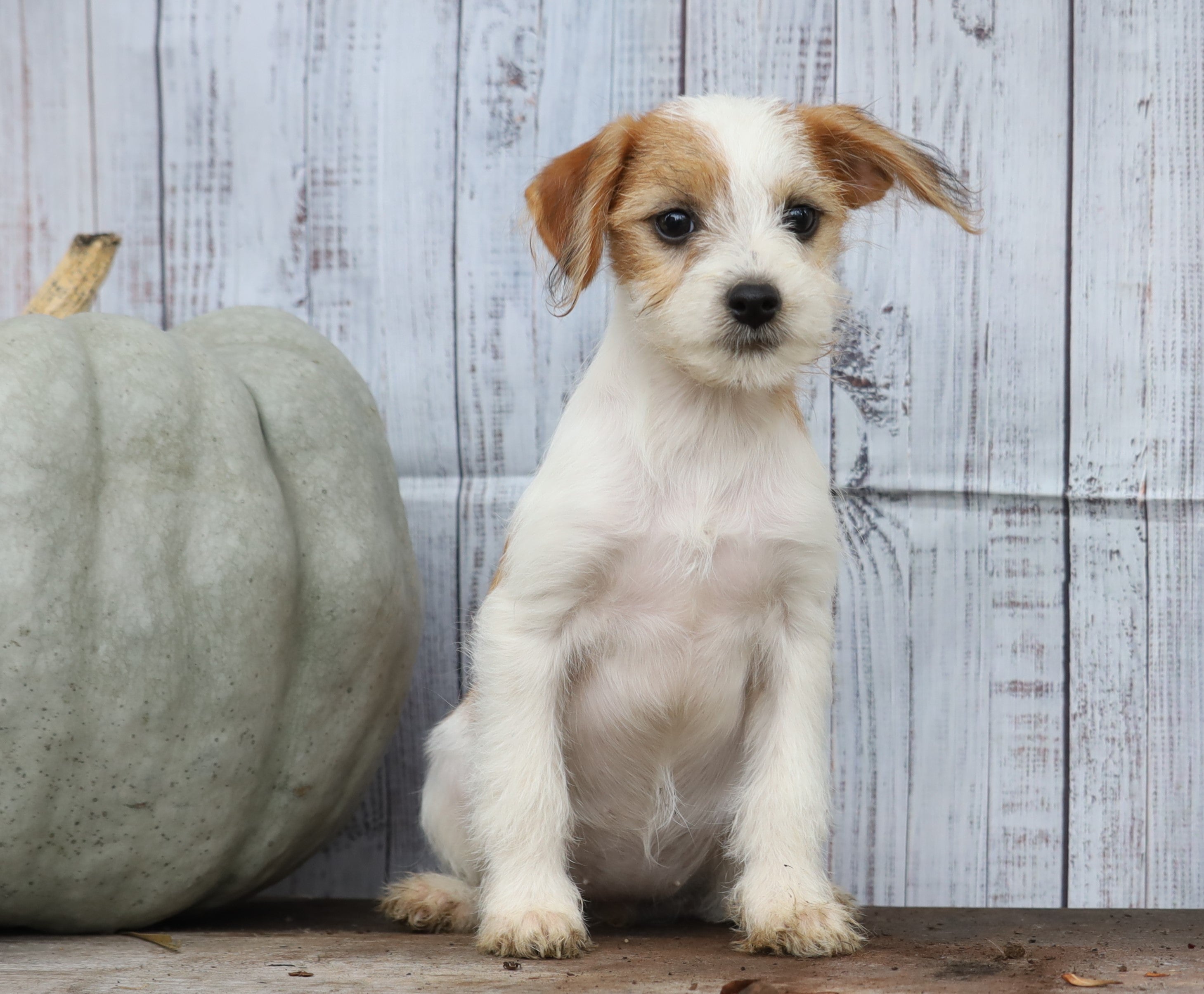 Fox Terrier Mix Puppy For Shreve, OH Female- Khloe – AC Puppies LLC